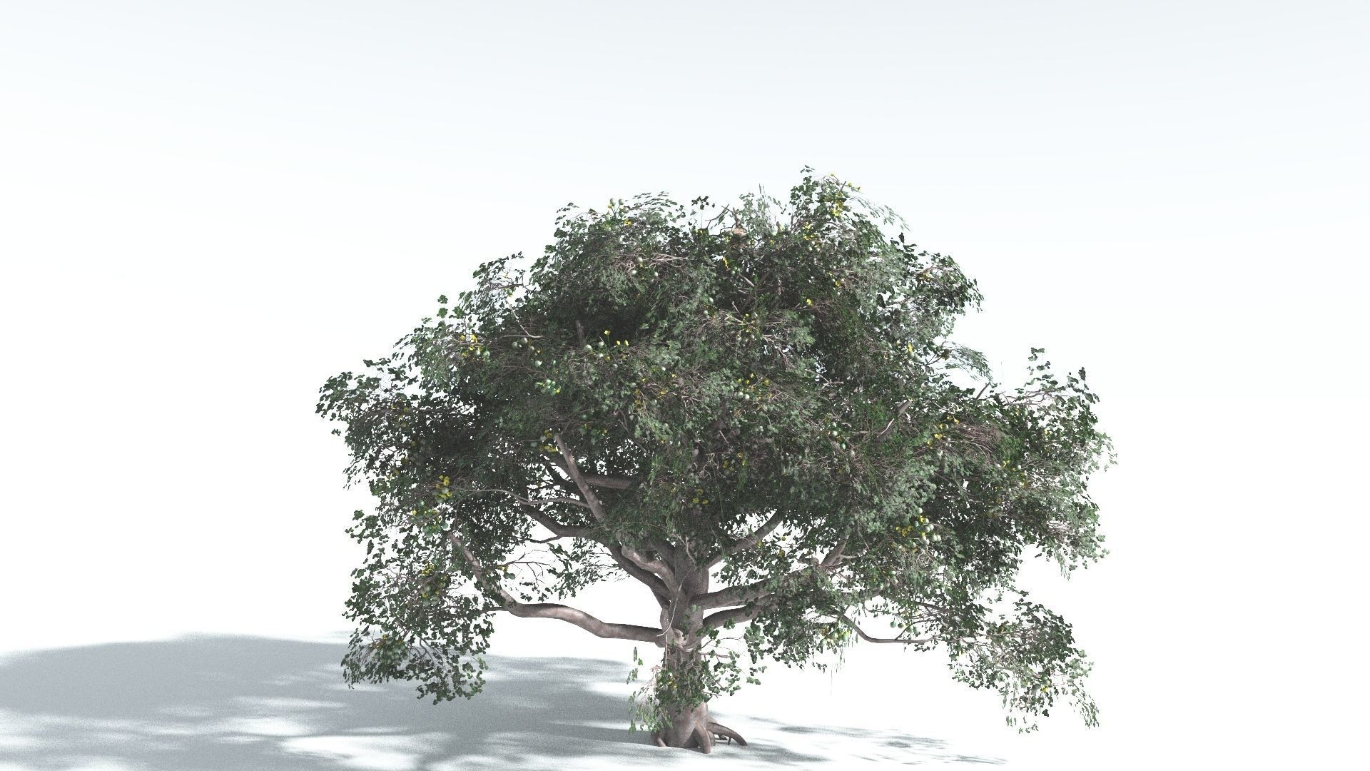 EVERYPlant Portia Tree 2 --14 Models-- 3D model_5