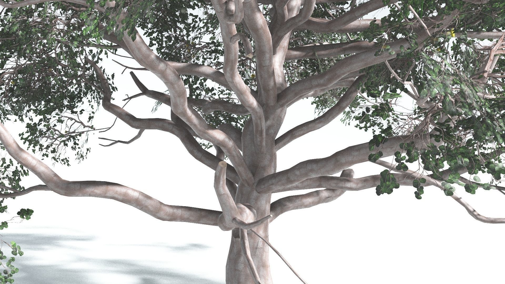 EVERYPlant Portia Tree 2 --14 Models-- 3D model_14