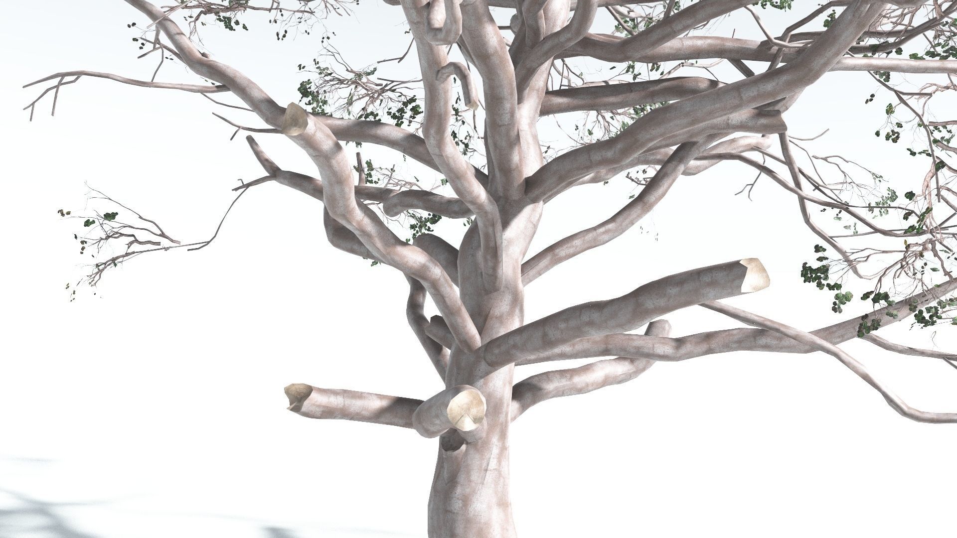 EVERYPlant Portia Tree 2 --14 Models-- 3D model_16