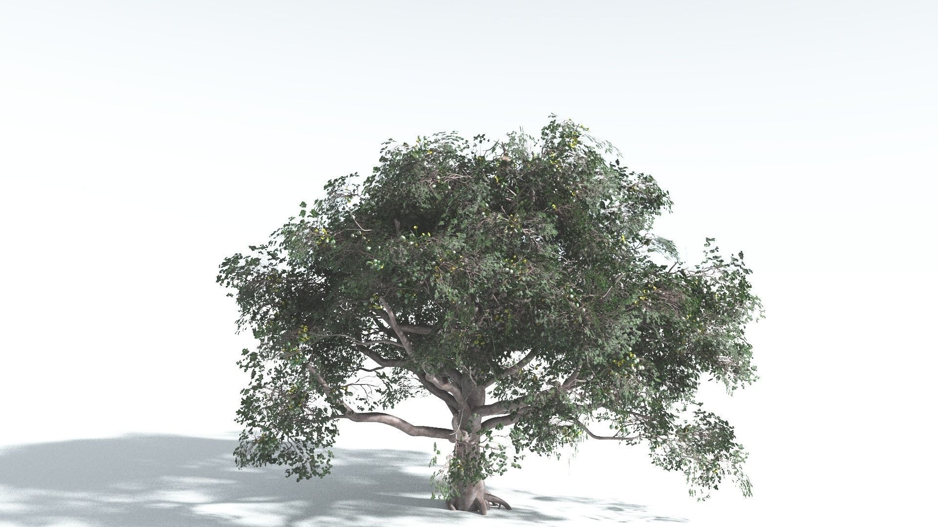 EVERYPlant Portia Tree 2 --14 Models-- 3D model_31