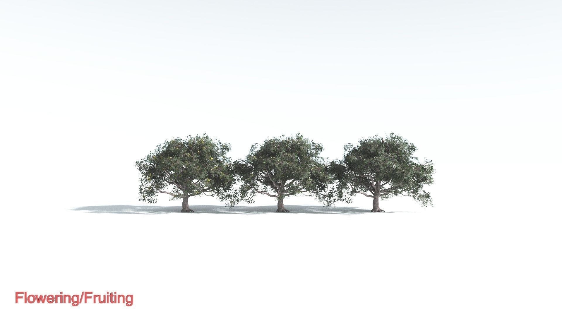 EVERYPlant Portia Tree 2 --14 Models-- 3D model_1