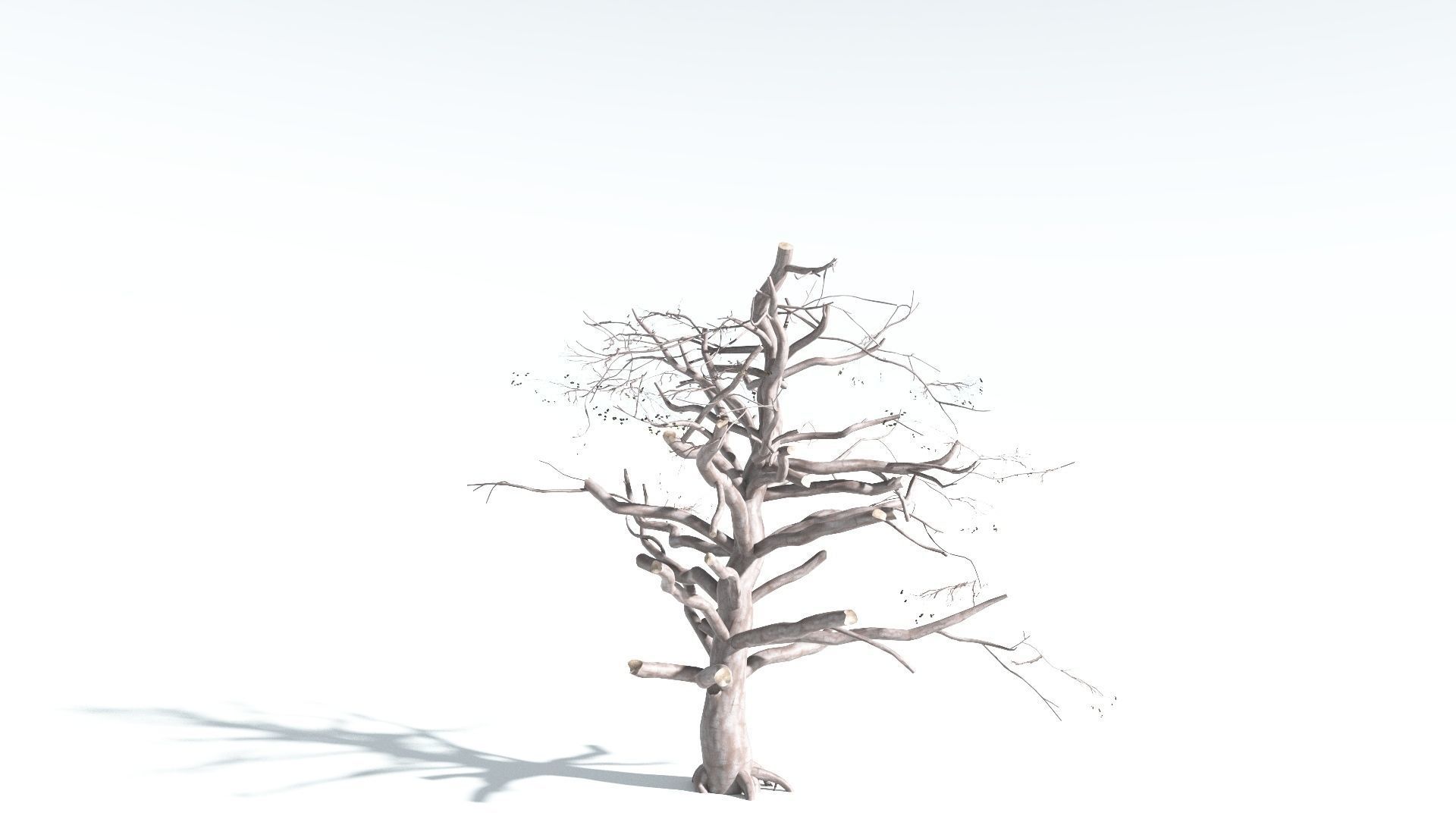 EVERYPlant Portia Tree 2 --14 Models-- 3D model_17