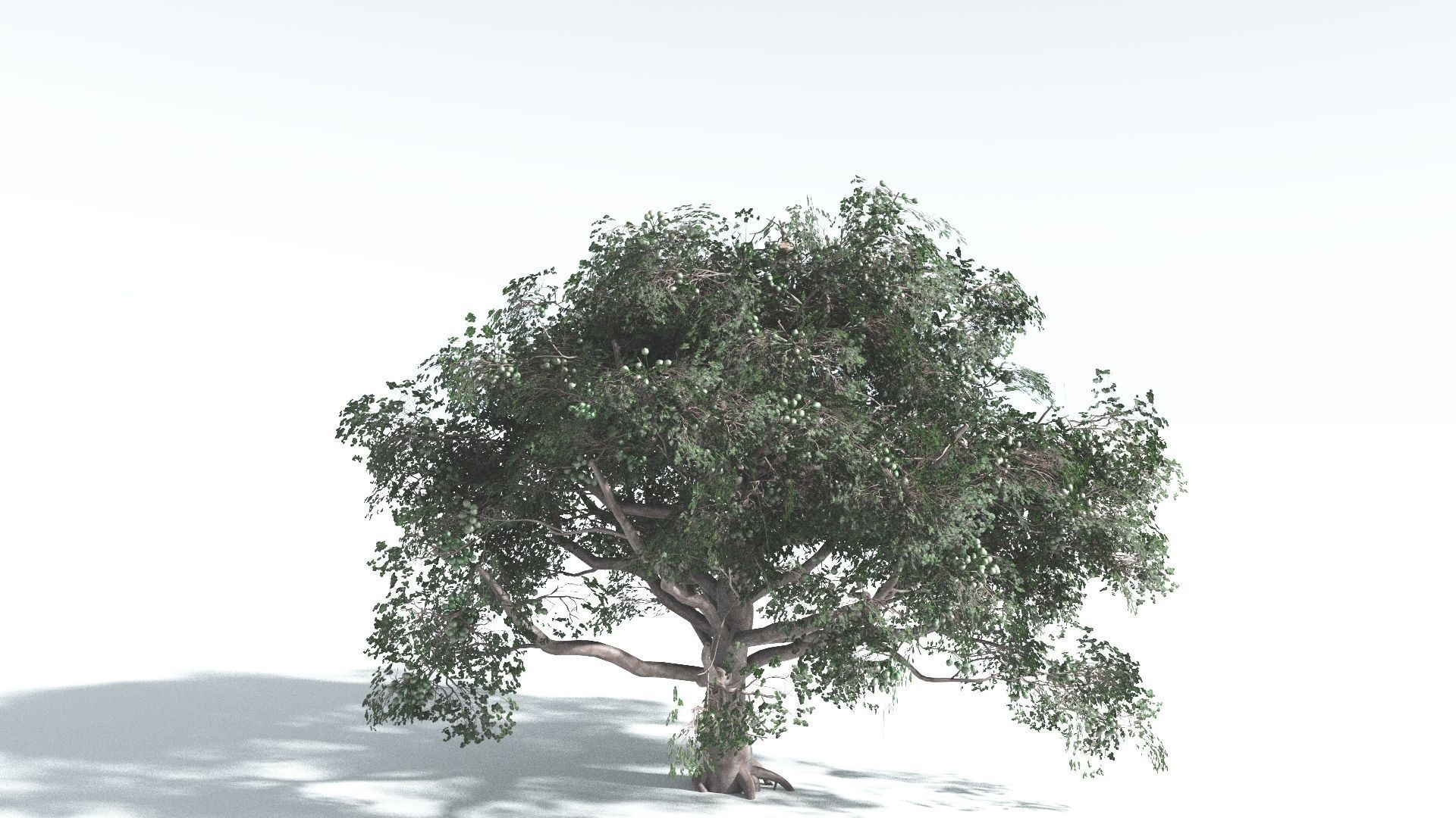EVERYPlant Portia Tree 2 --14 Models-- 3D model_9