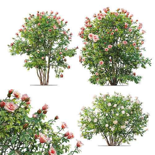 Rose bush 04 3D model