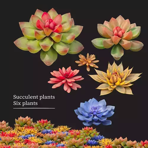 Succulent plants 02