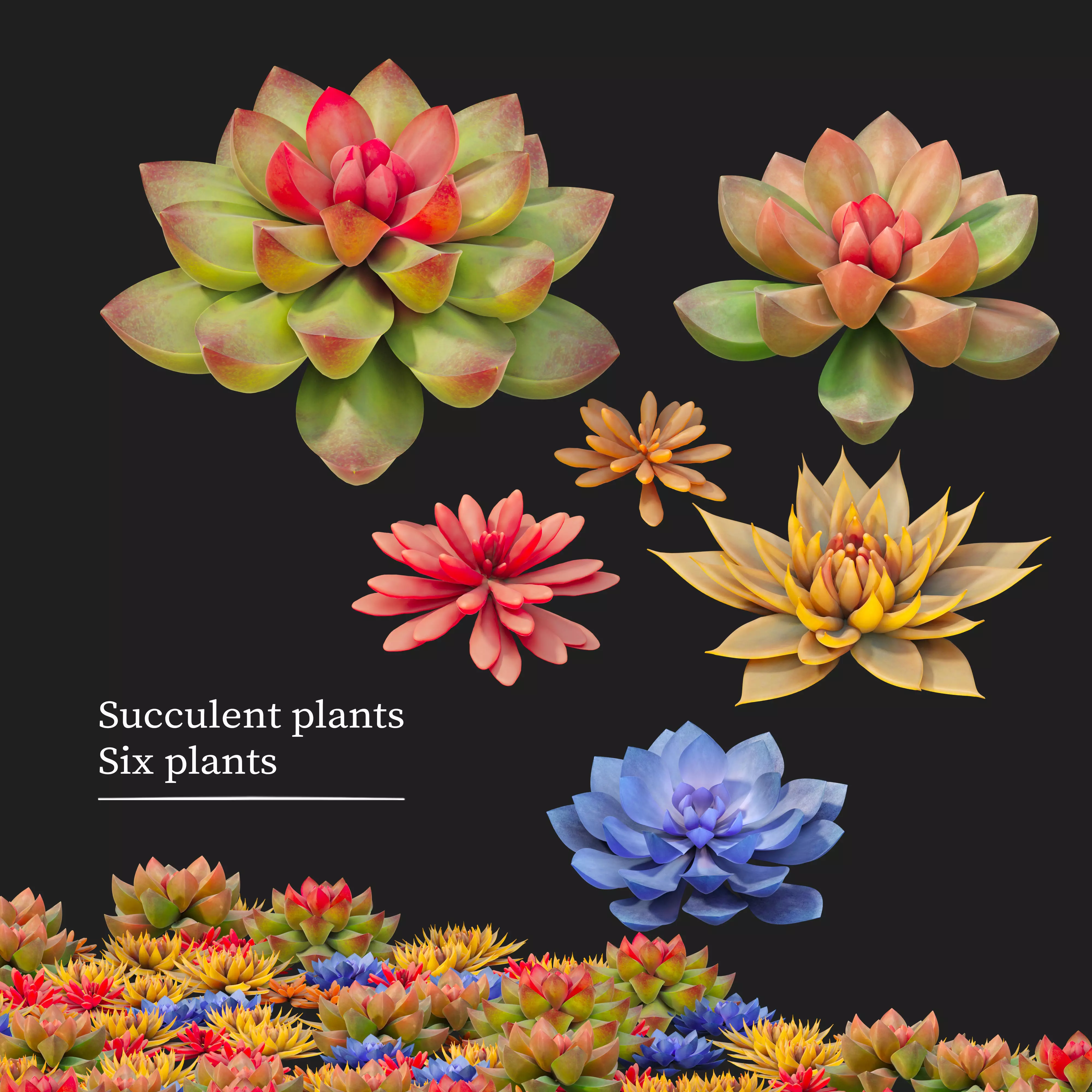 Succulent plants 02 3D model_0