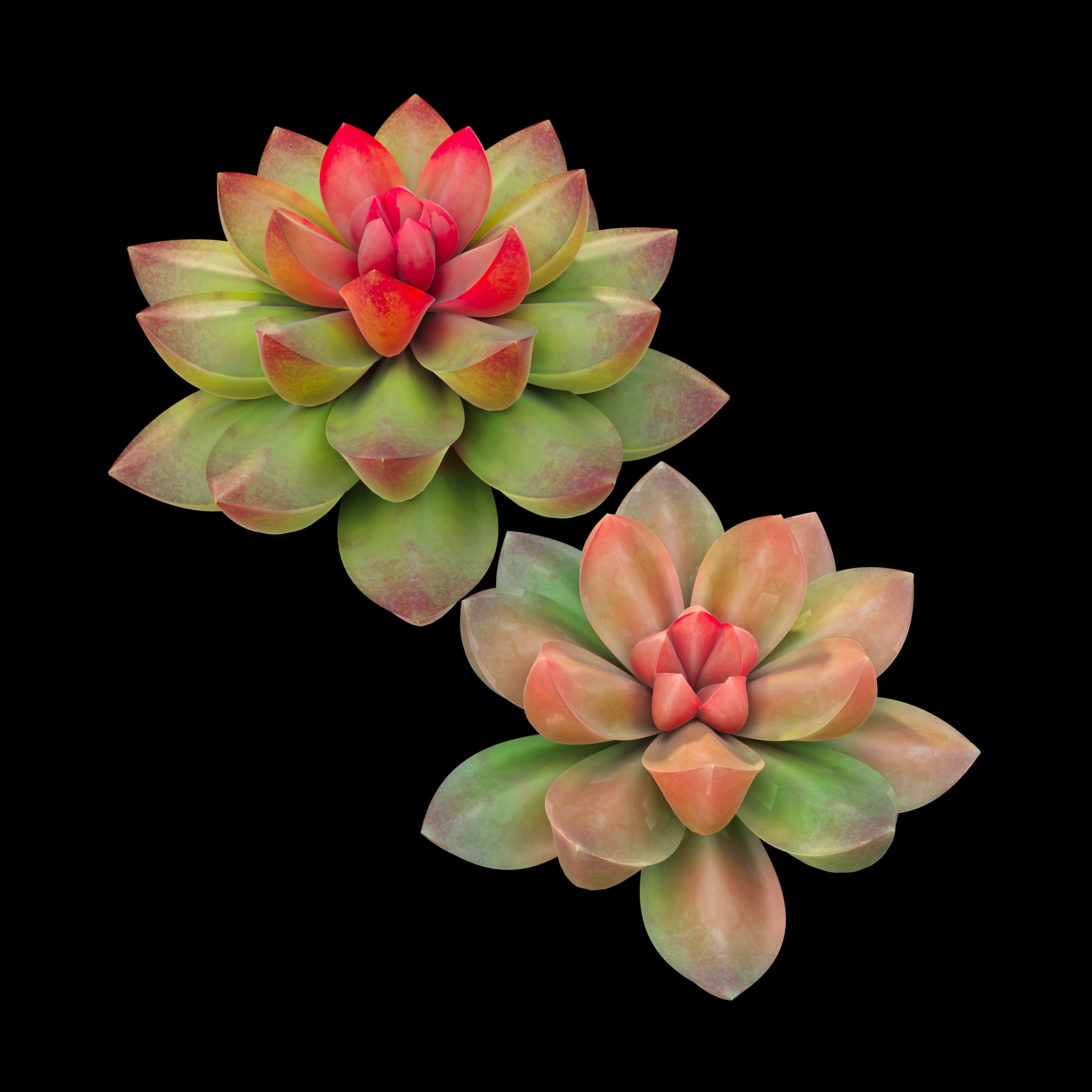 Succulent plants 02 3D model_1