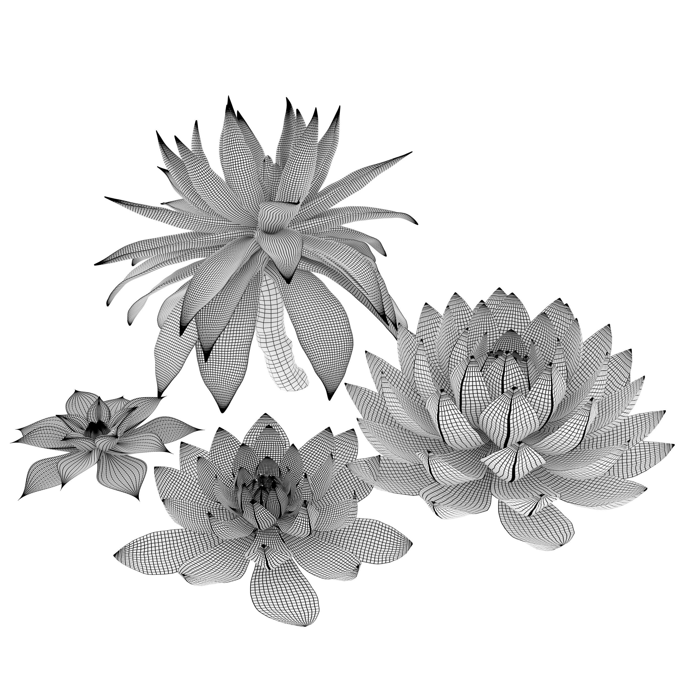 Succulent plants 03 3D model_5