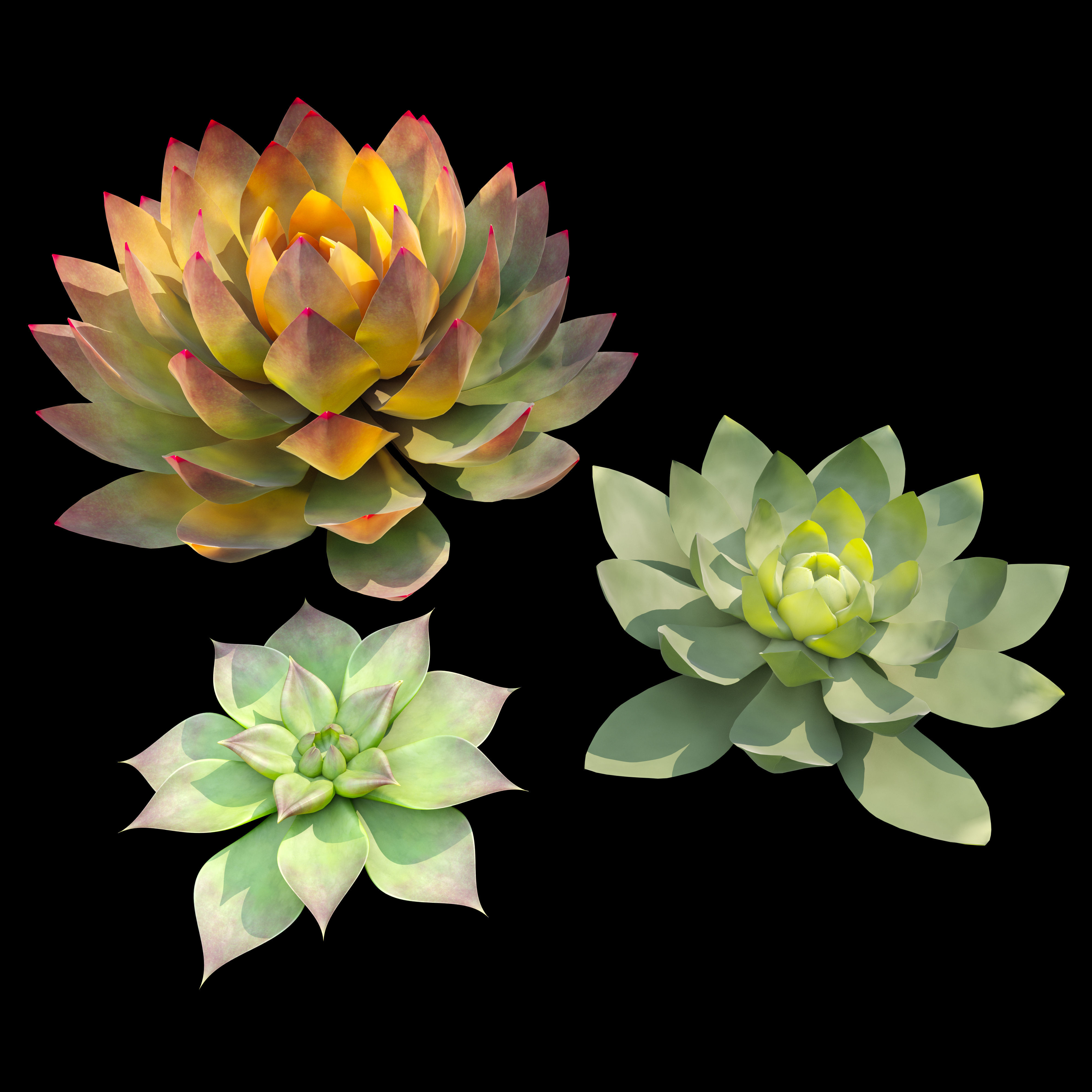 Succulent plants 03 3D model_3