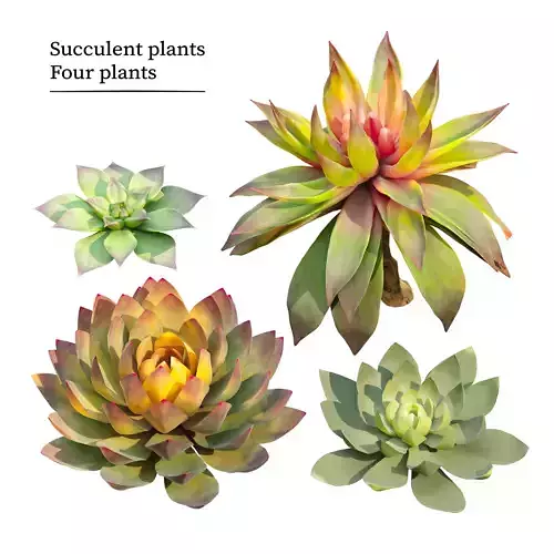 Succulent plants 03