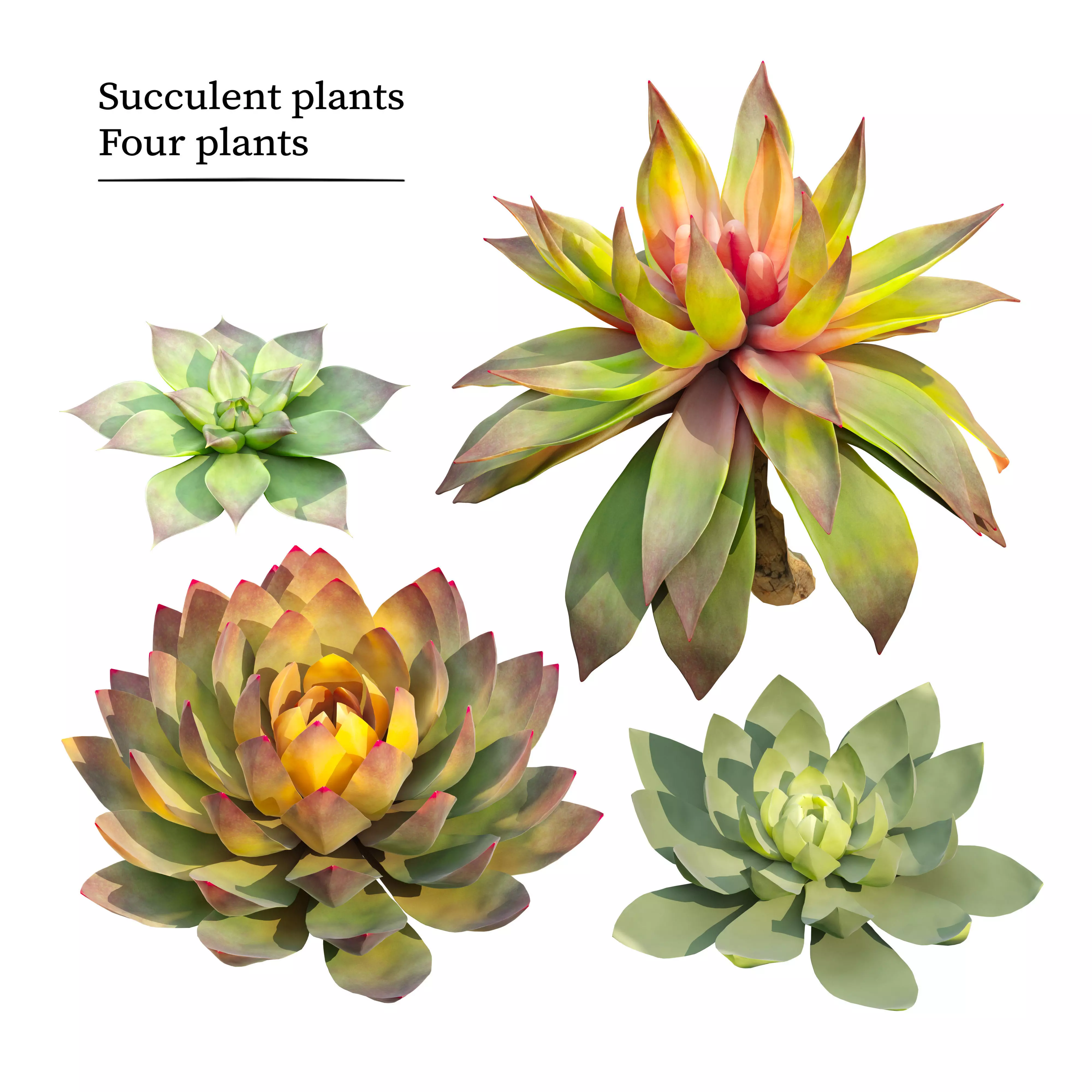 Succulent plants 03 3D model_0