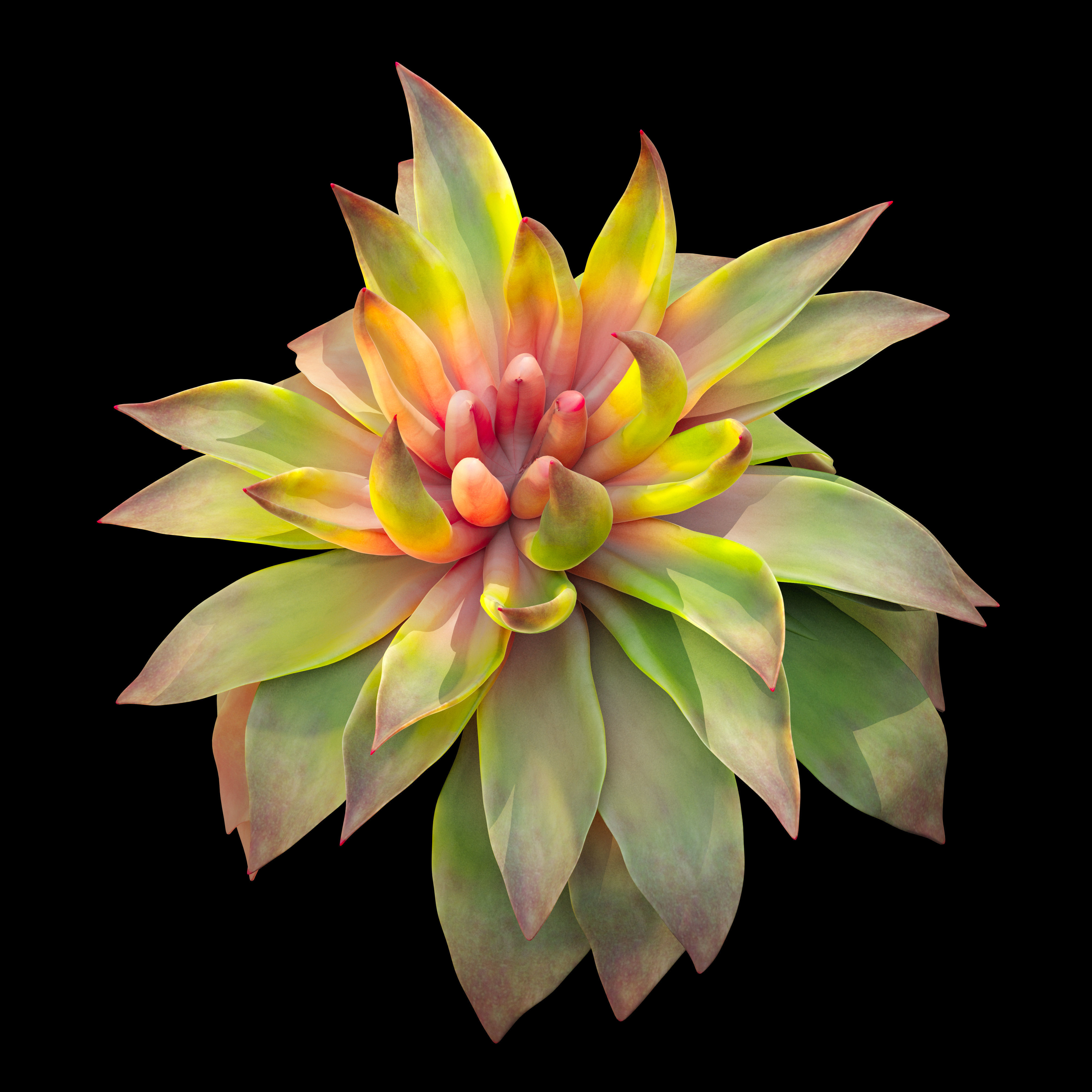 Succulent plants 03 3D model_2