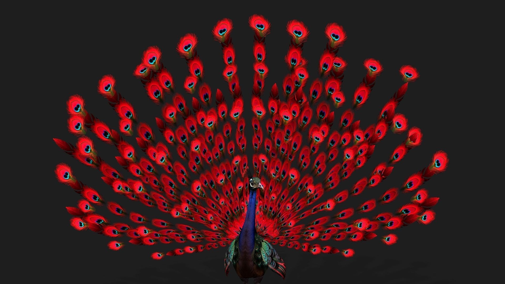 Peacock Black-A1 3D model_13