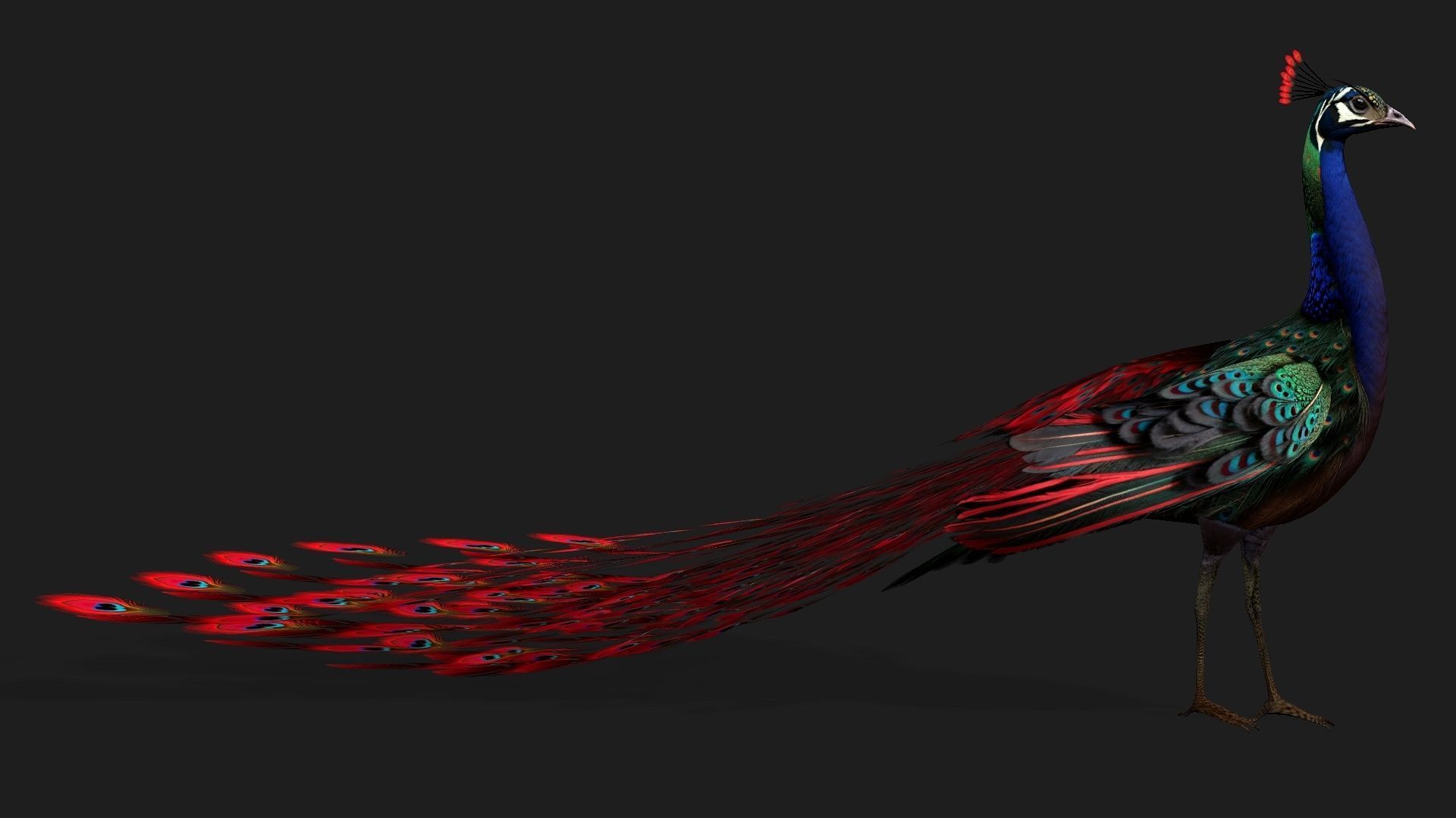 Peacock Black-A1 3D model_10