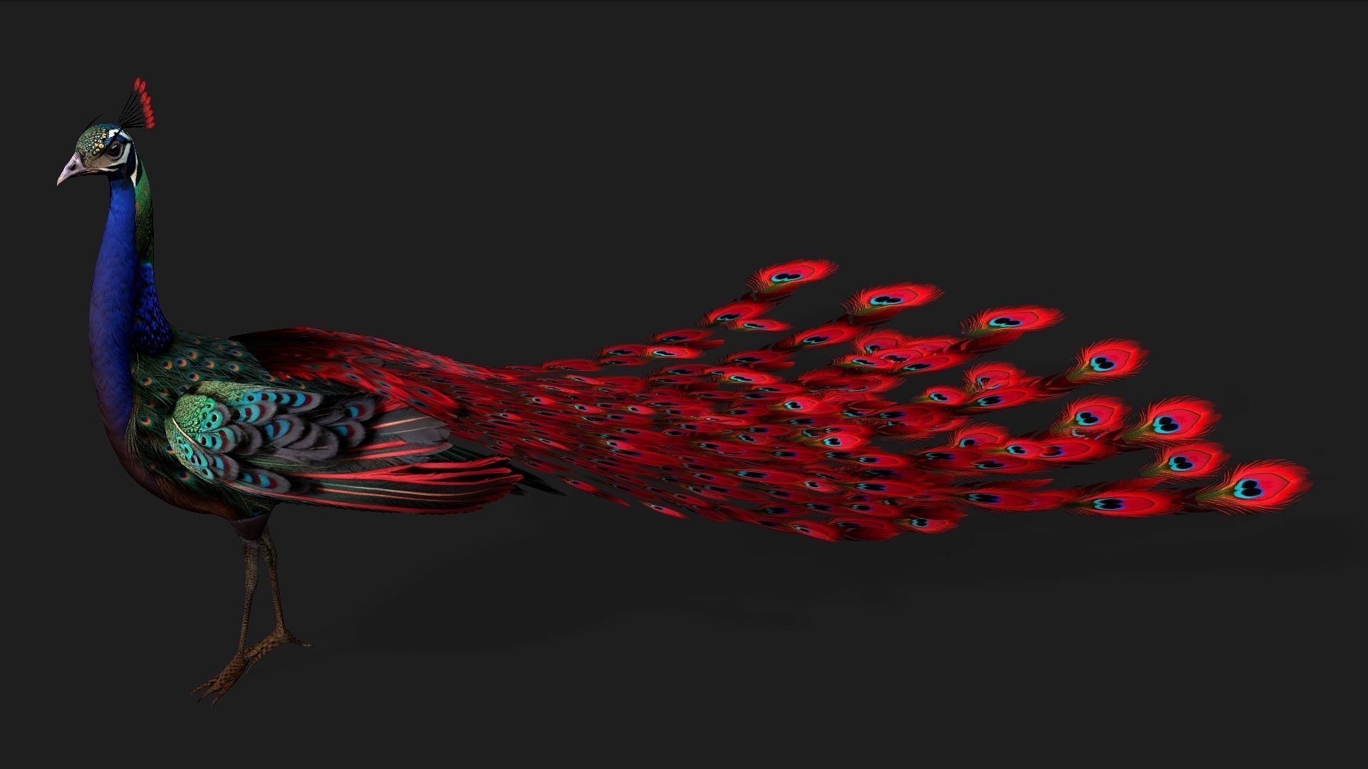 Peacock Black-A1 3D model_2