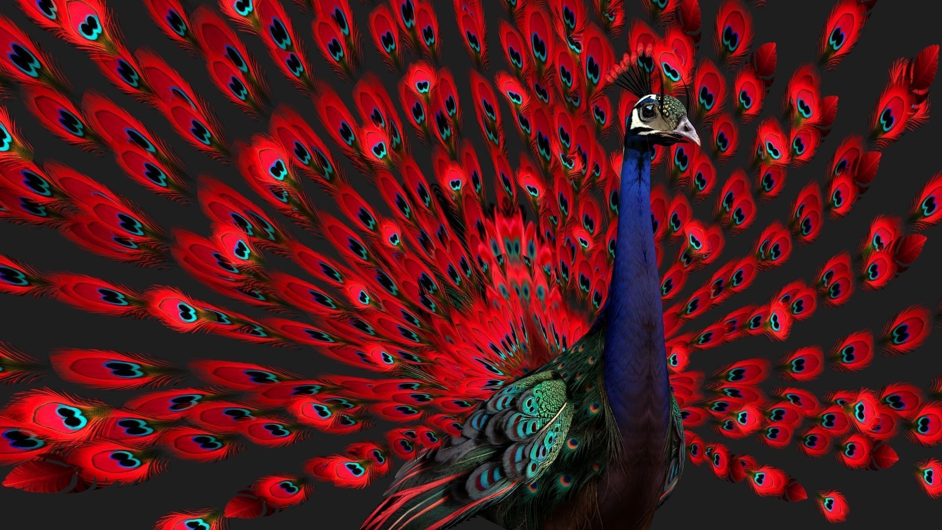 Peacock Black-A1 3D model_15
