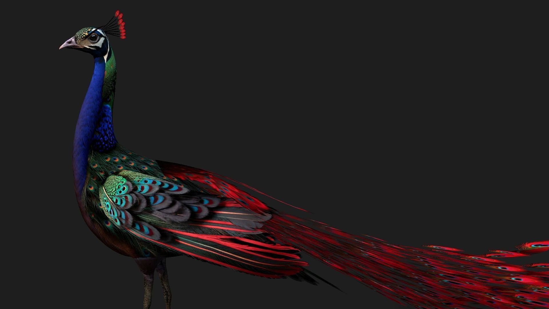 Peacock Black-A1 3D model_9