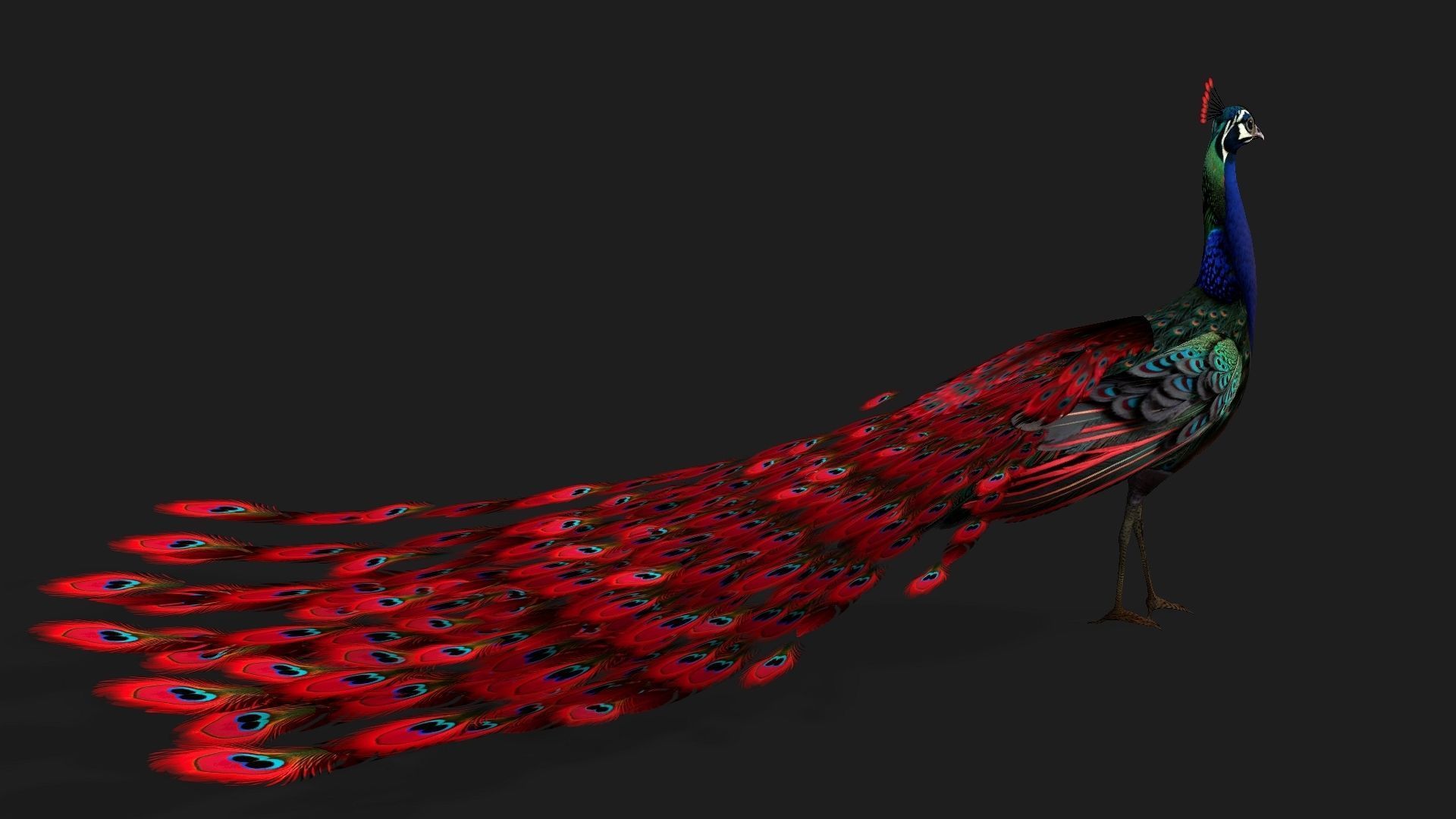 Peacock Black-A1 3D model_11