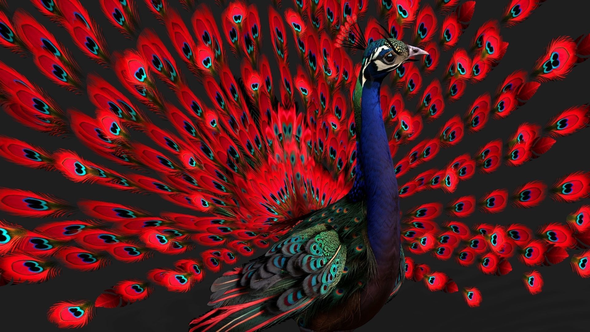 Peacock Black-A1 3D model_16