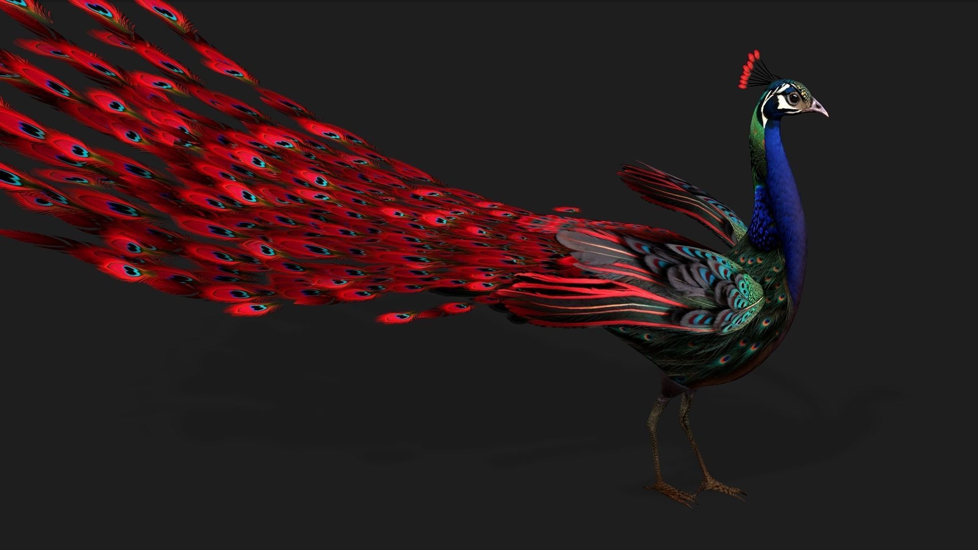 Peacock Black-A1 3D model_4