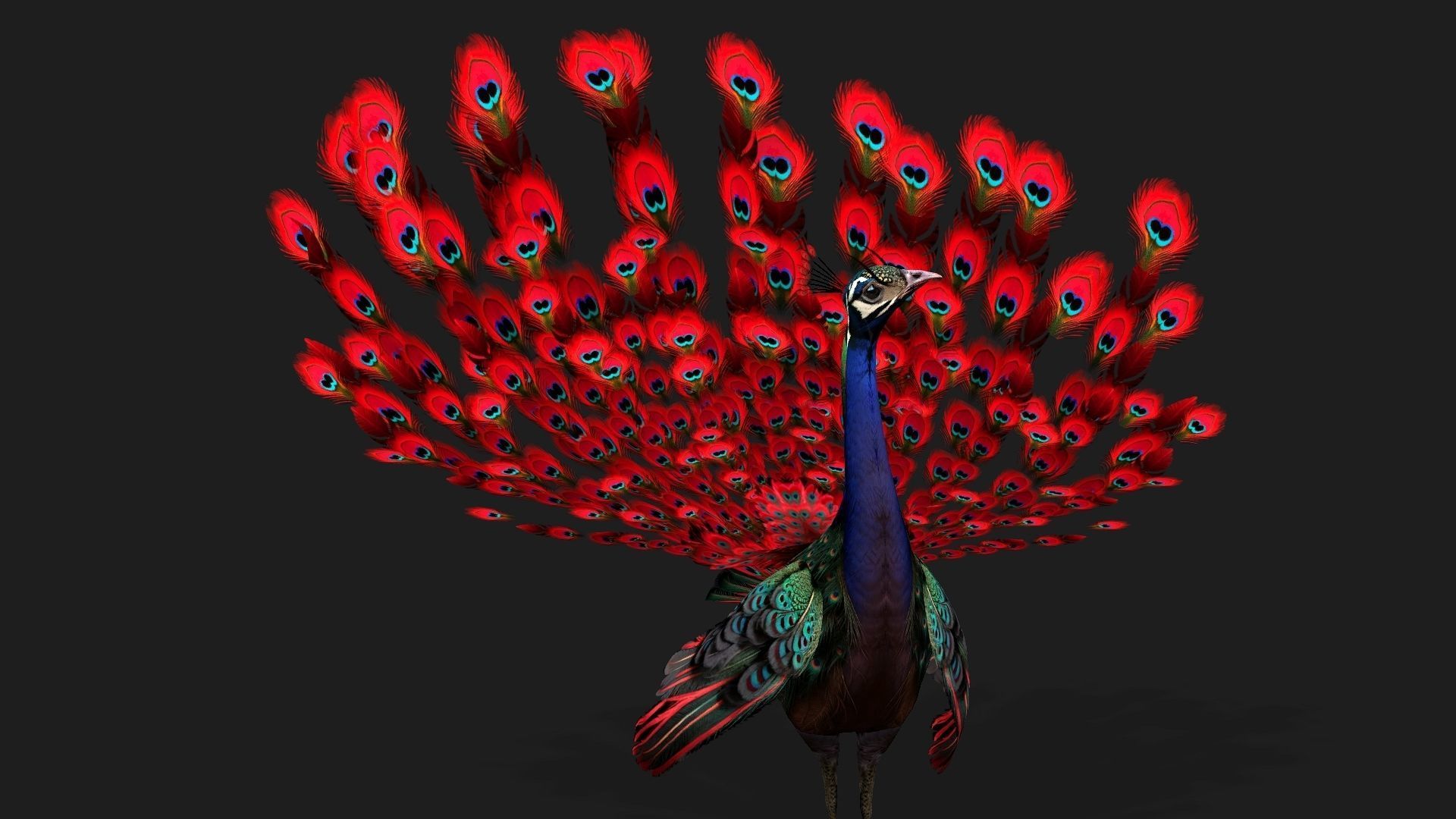 Peacock Black-A1 3D model_3