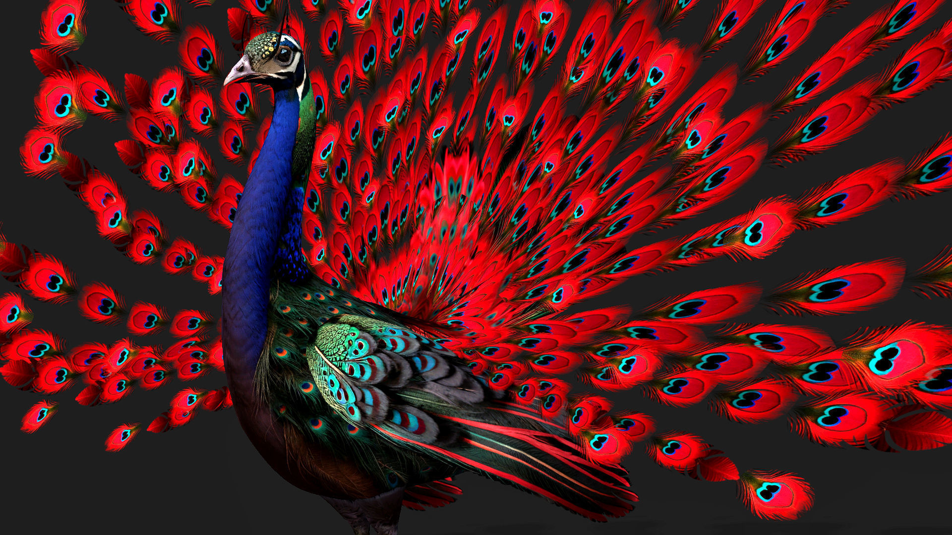Peacock Black-A1 3D model_14