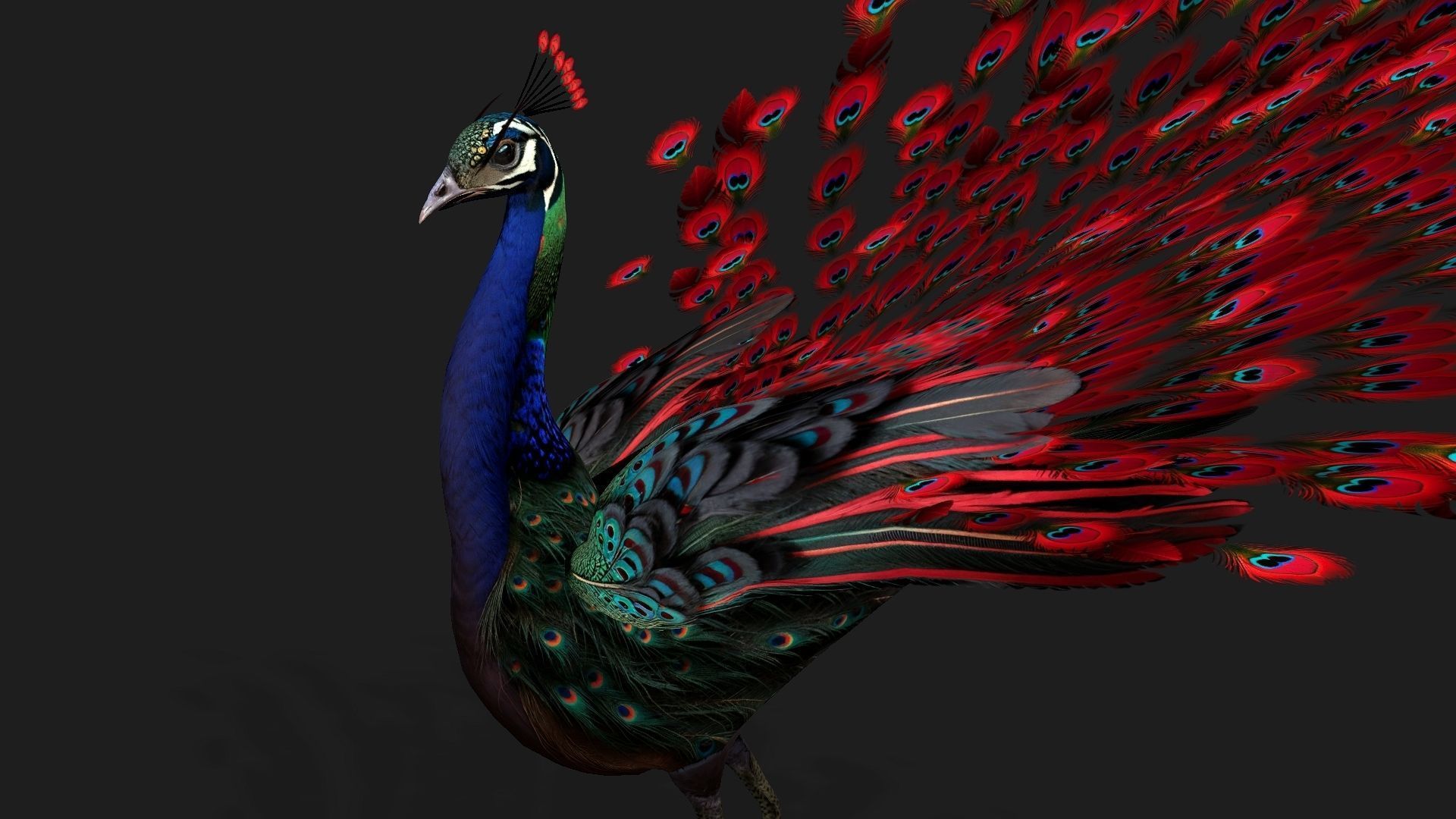 Peacock Black-A1 3D model_6