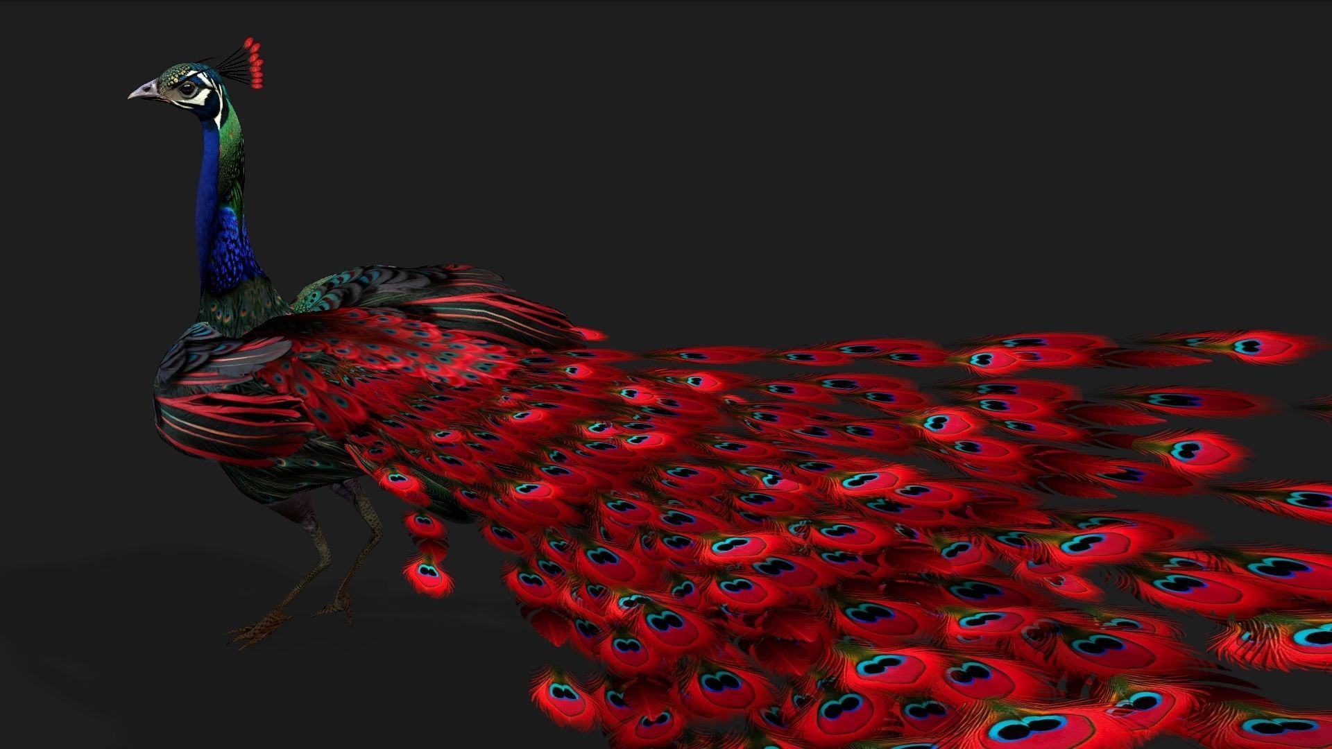 Peacock Black-A1 3D model_5