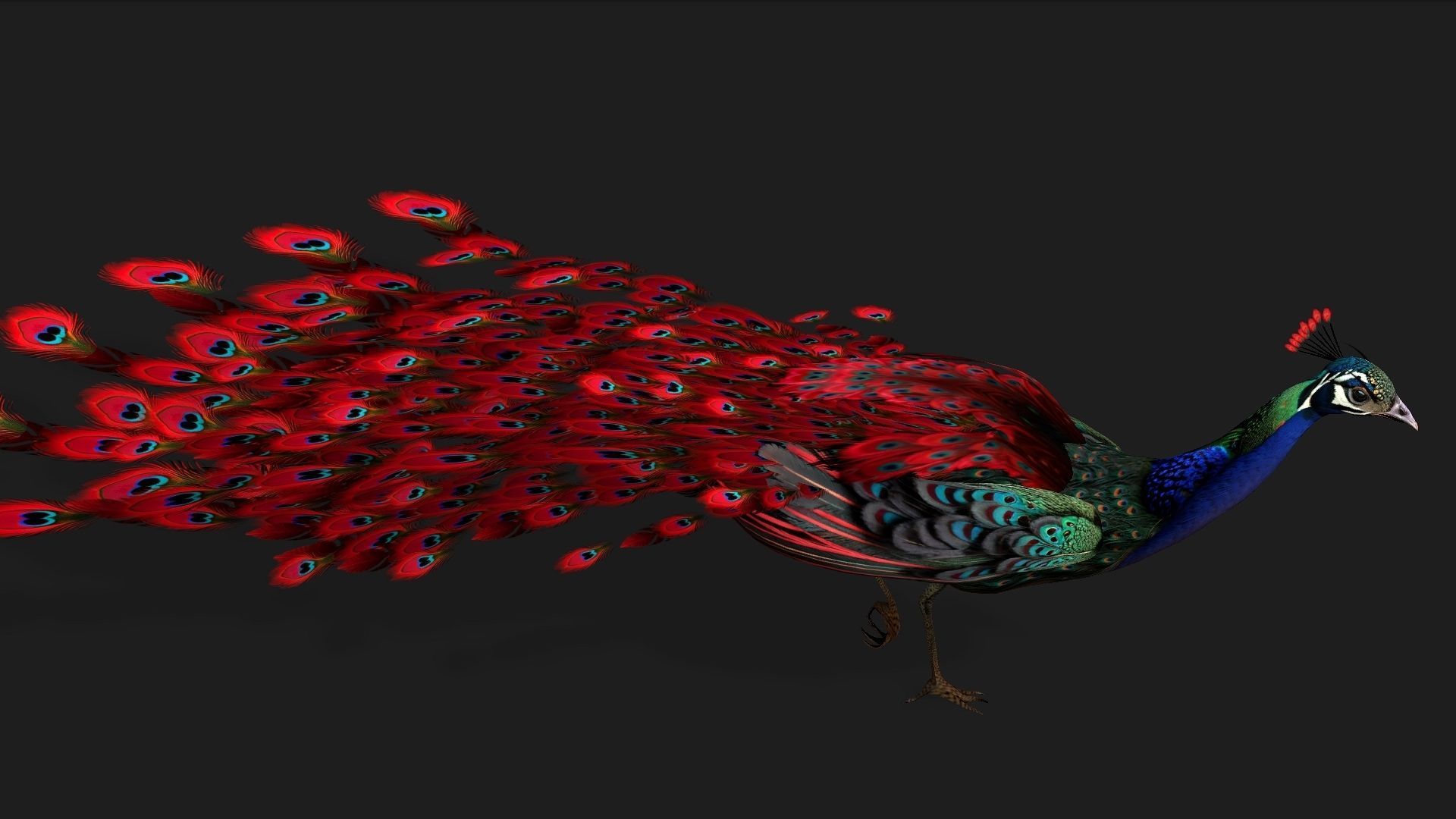 Peacock Black-A1 3D model_7