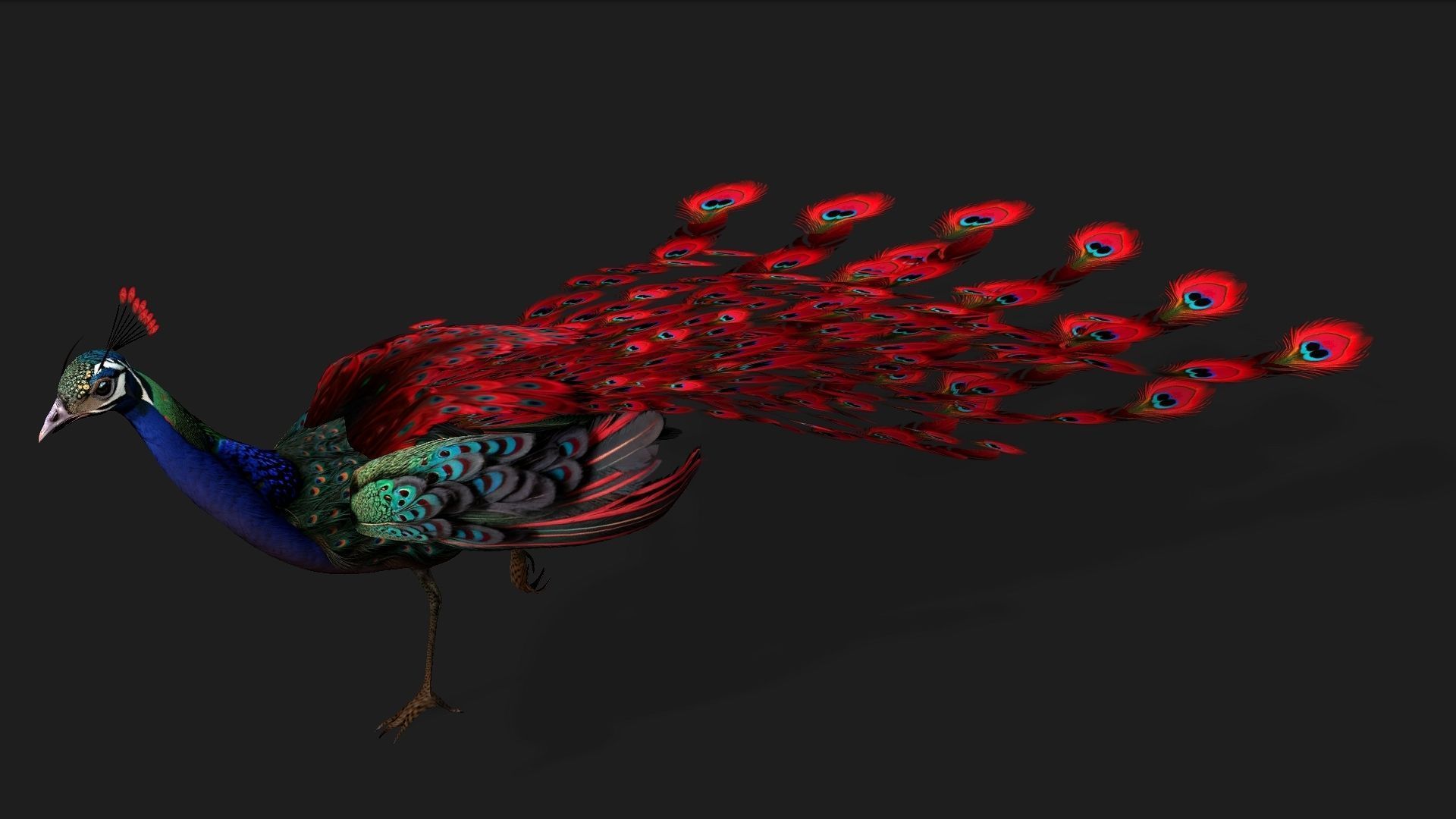 Peacock Black-A1 3D model_8