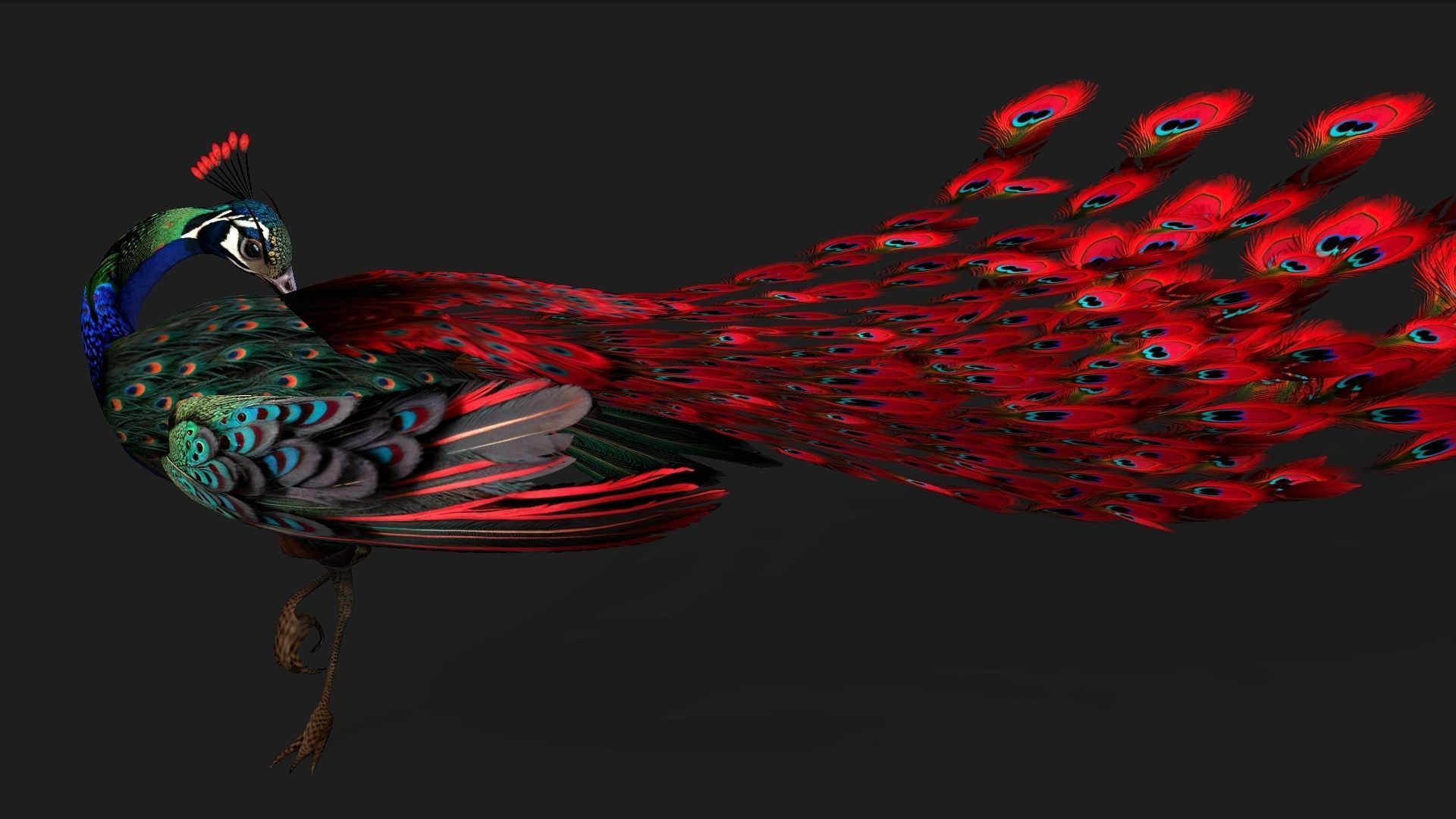 Peacock Black-A1 3D model_12