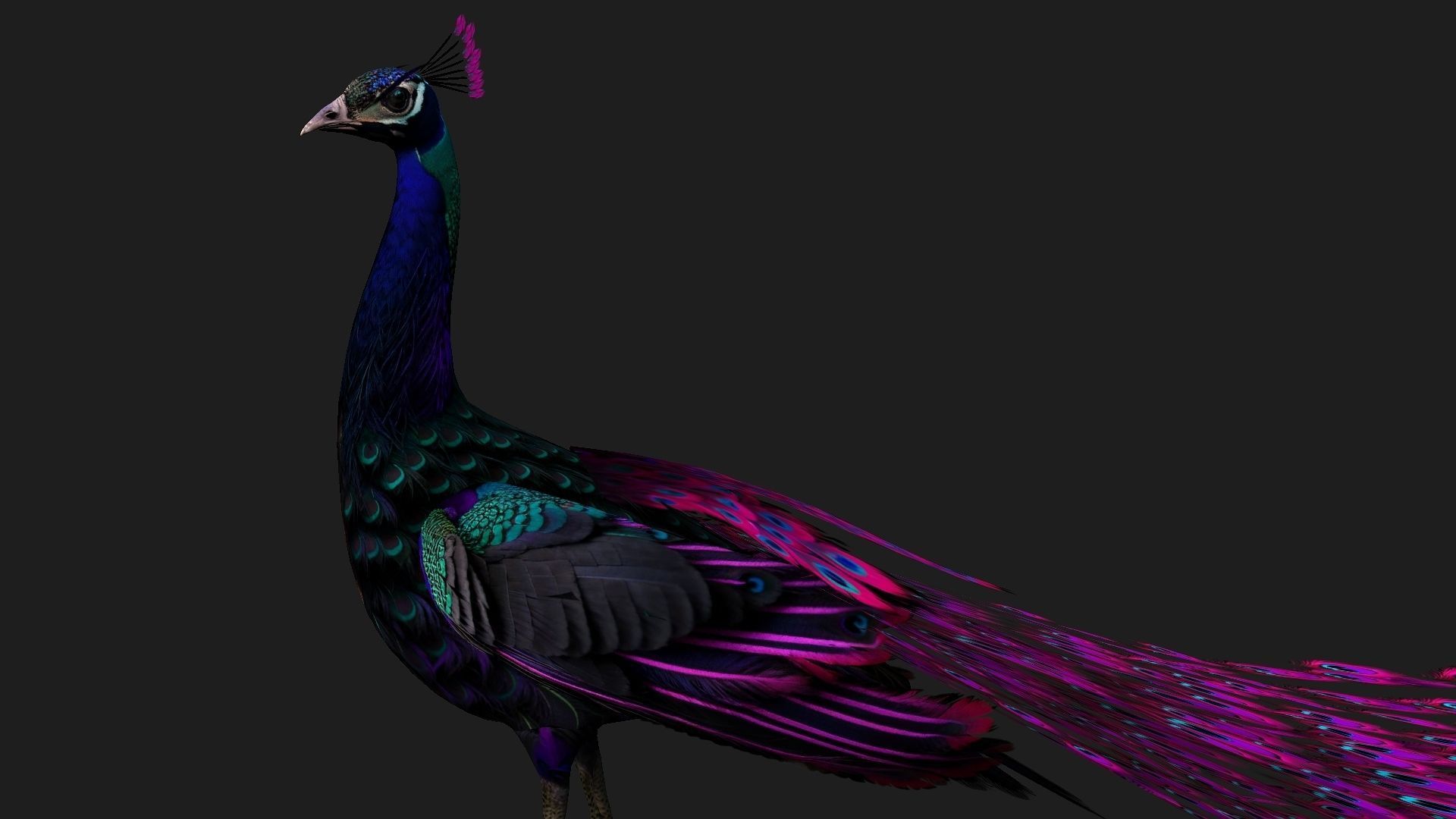 Peacock Black-A2 3D model_10