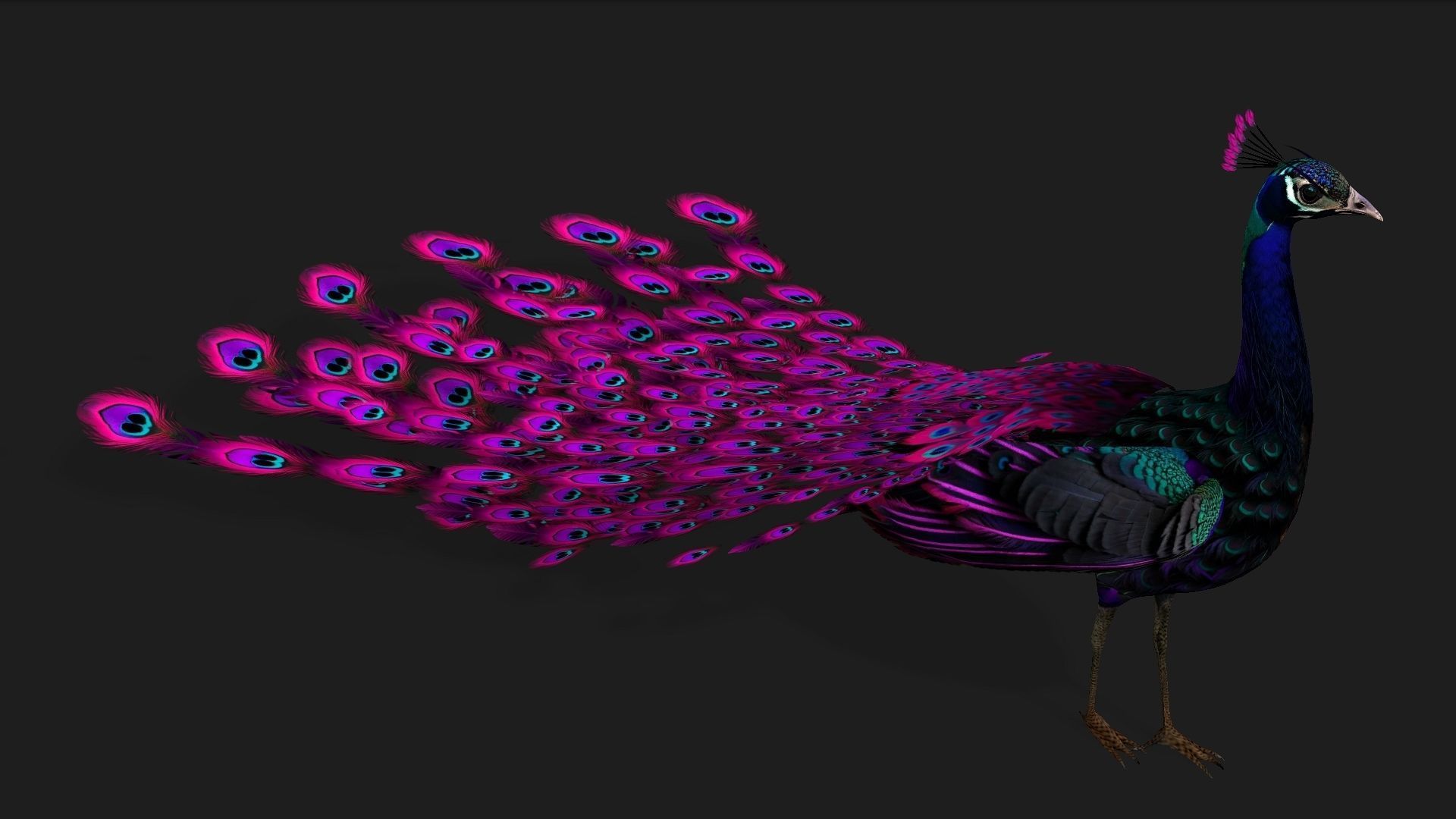 Peacock Black-A2 3D model_11