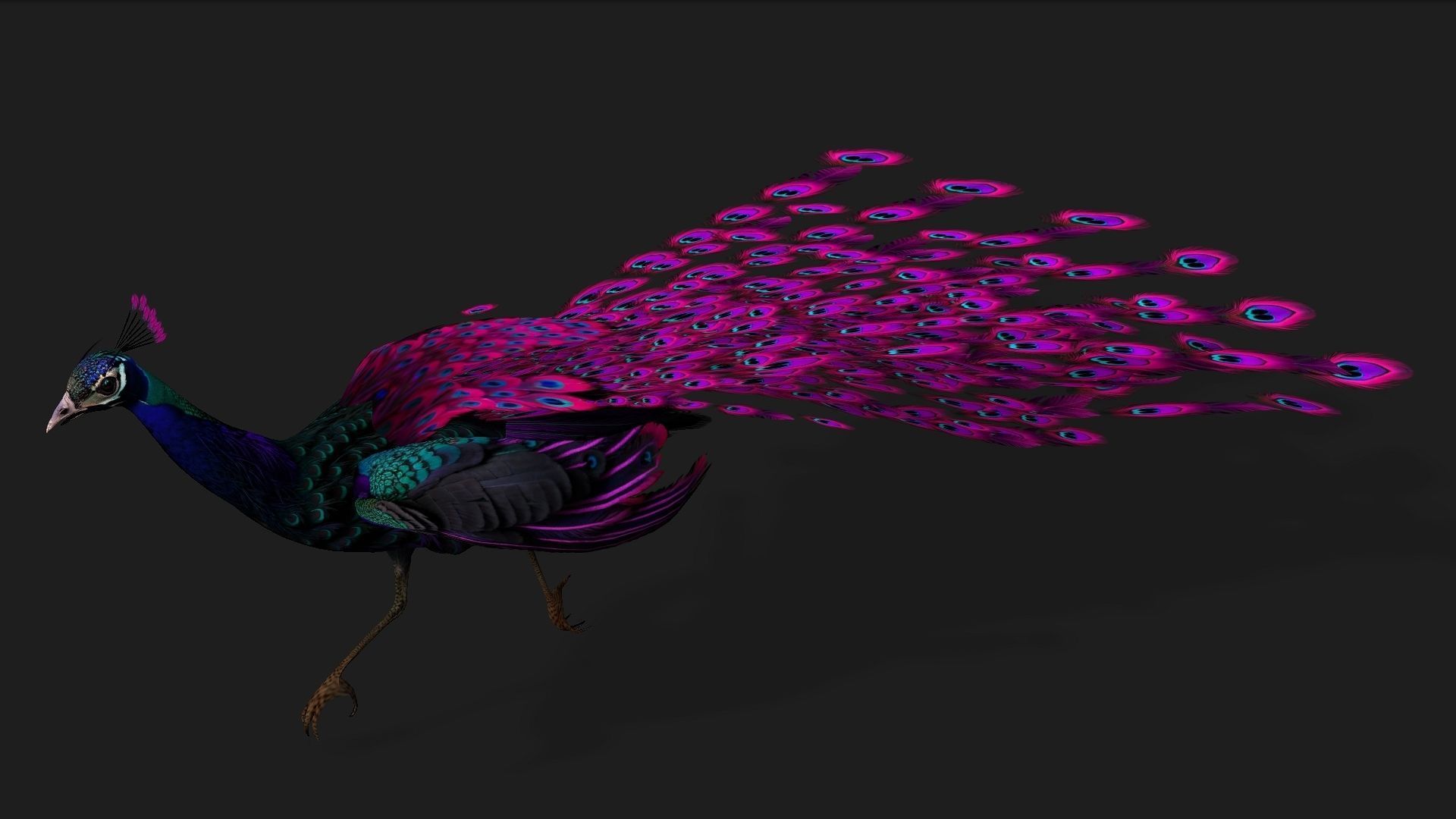 Peacock Black-A2 3D model_7