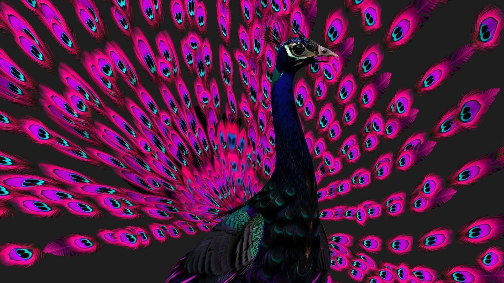 Peacock Black-A2 3D model_3