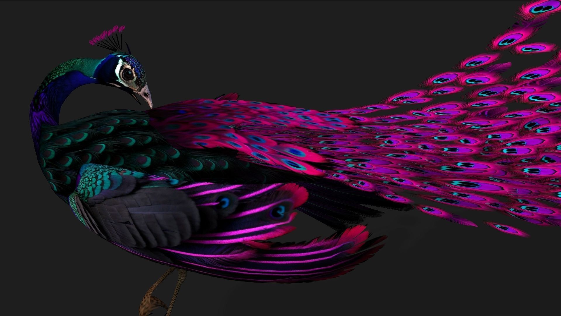 Peacock Black-A2 3D model_14