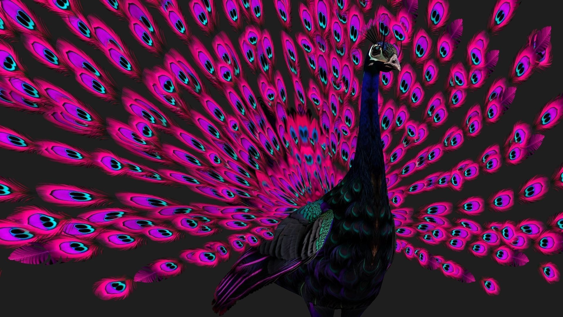 Peacock Black-A2 3D model_16
