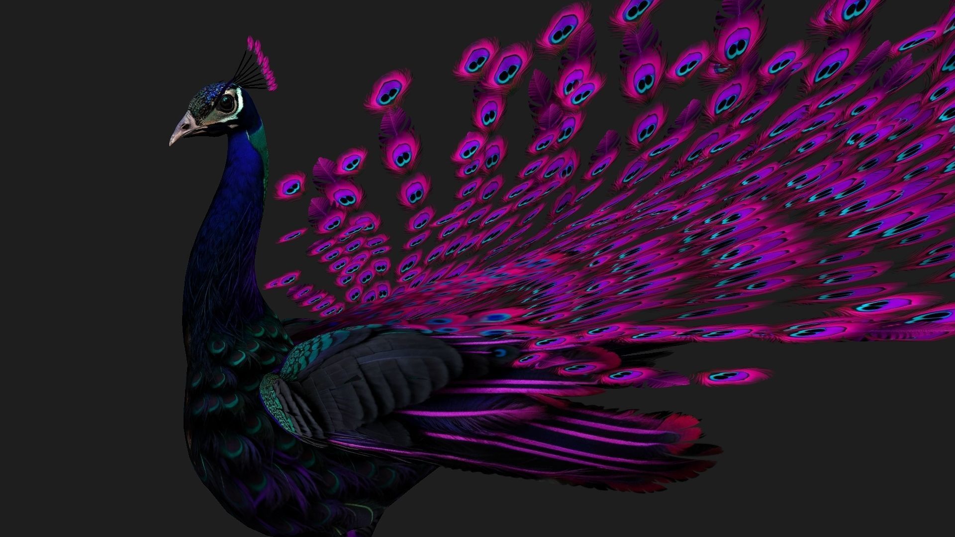 Peacock Black-A2 3D model_5