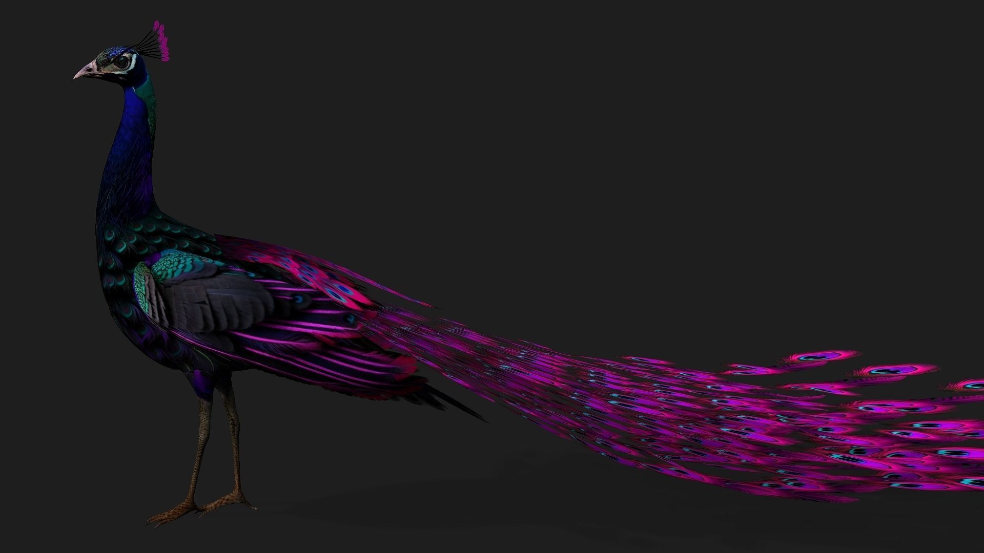 Peacock Black-A2 3D model_9
