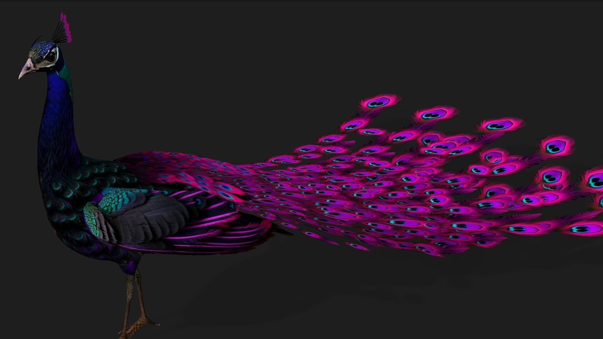 Peacock Black-A2 3D model_2