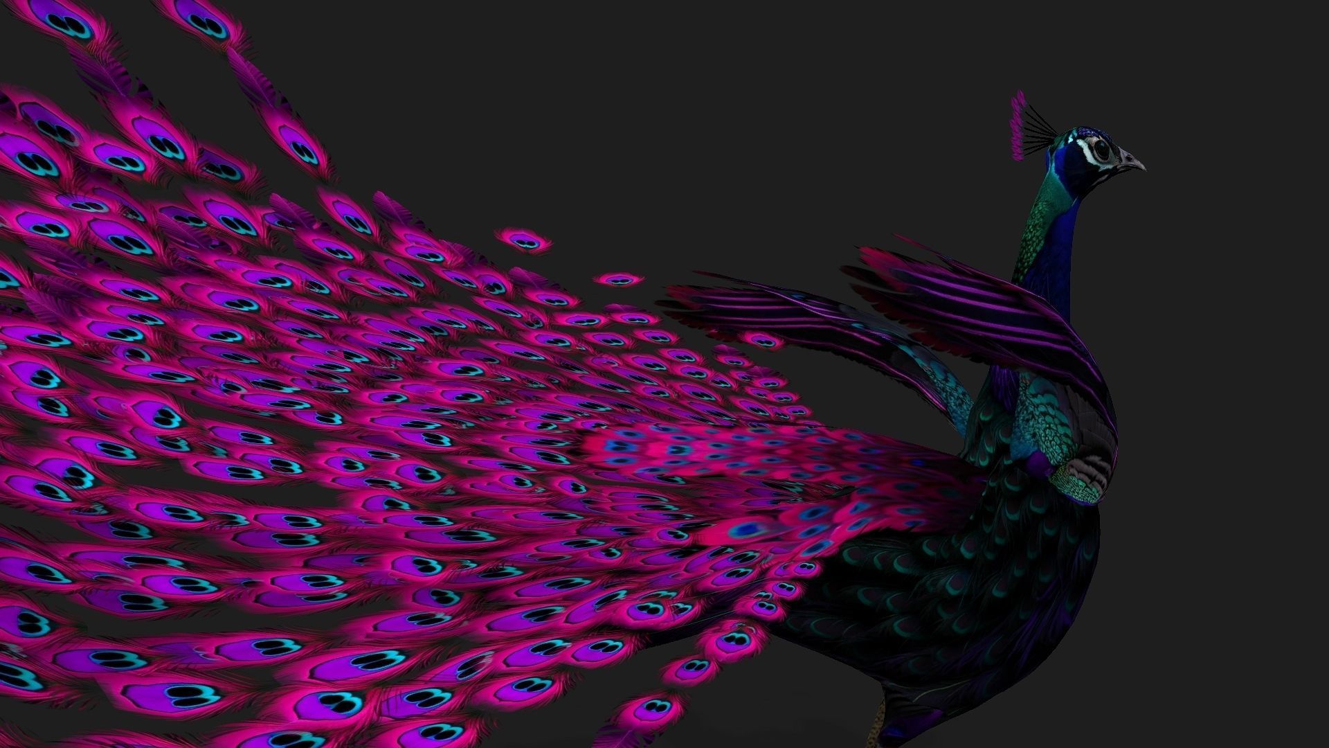 Peacock Black-A2 3D model_6