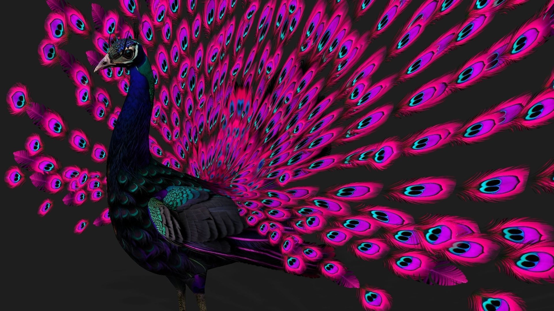 Peacock Black-A2 3D model_15