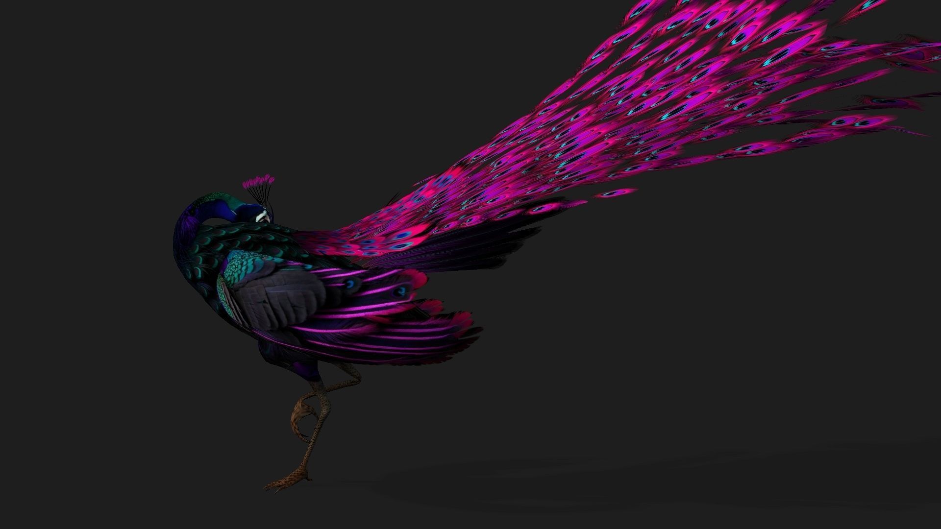 Peacock Black-A2 3D model_13