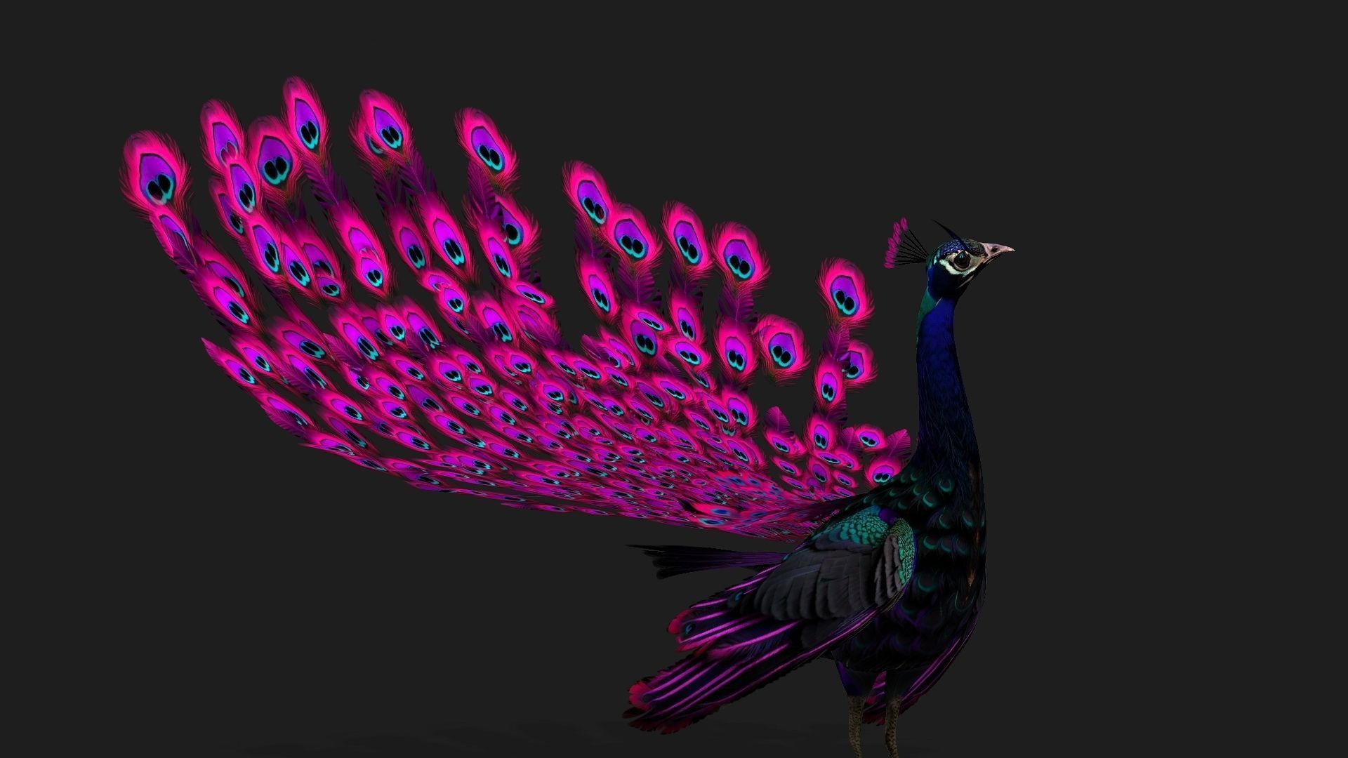 Peacock Black-A2 3D model_4