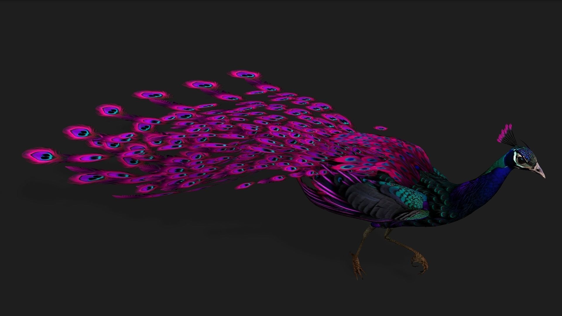 Peacock Black-A2 3D model_8