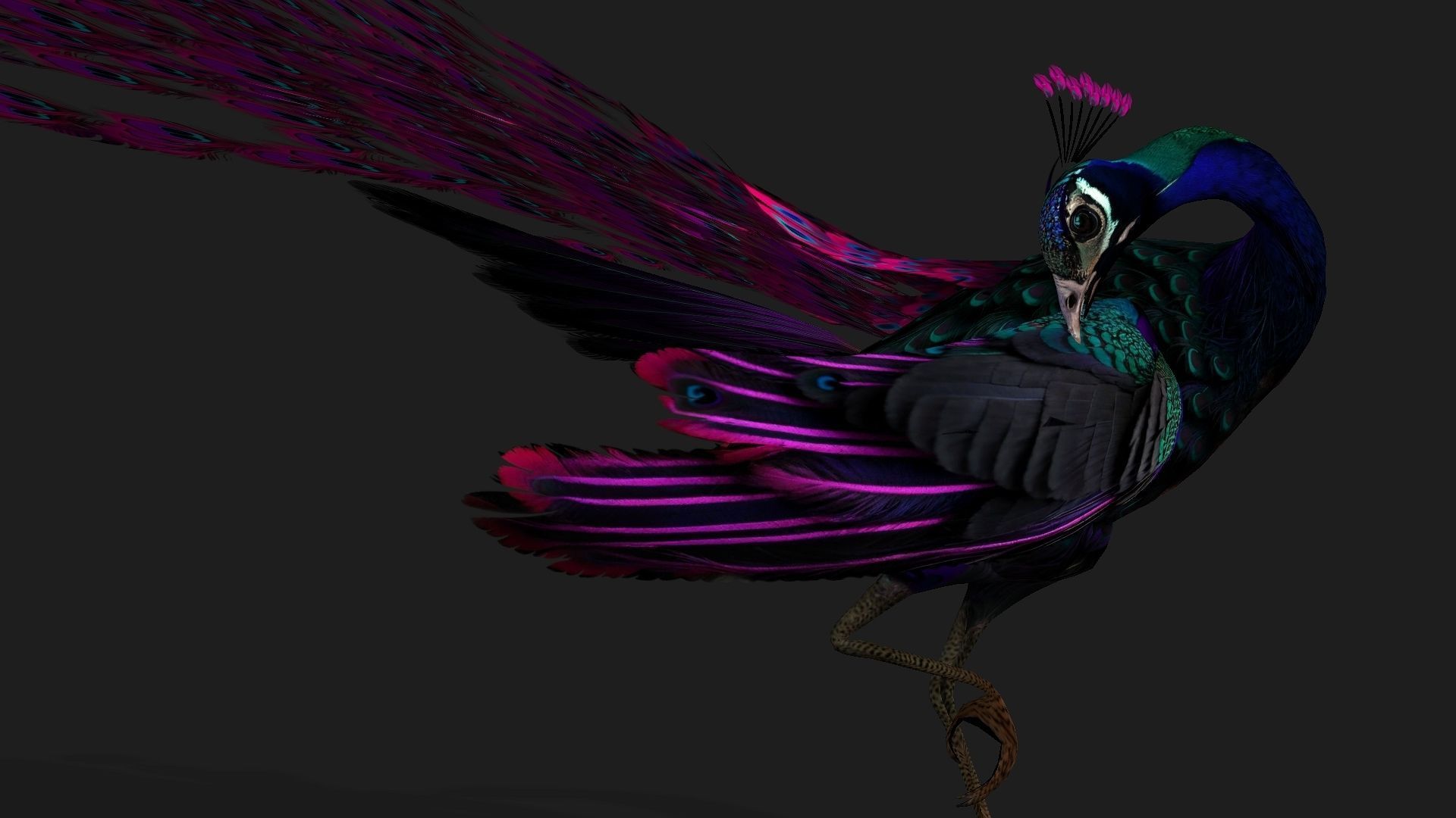 Peacock Black-A2 3D model_12