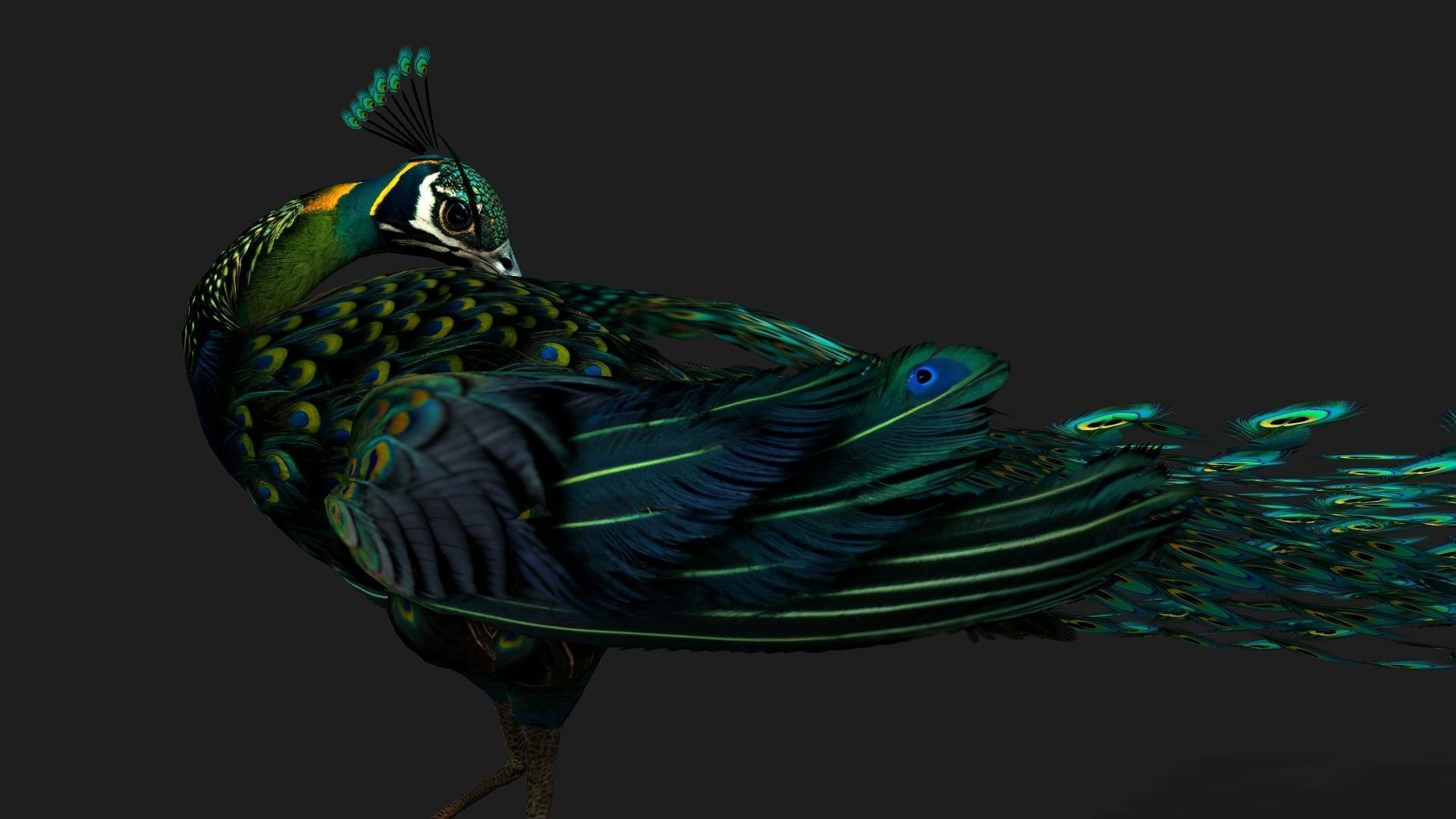 Peacock Black-A3 3D model_15