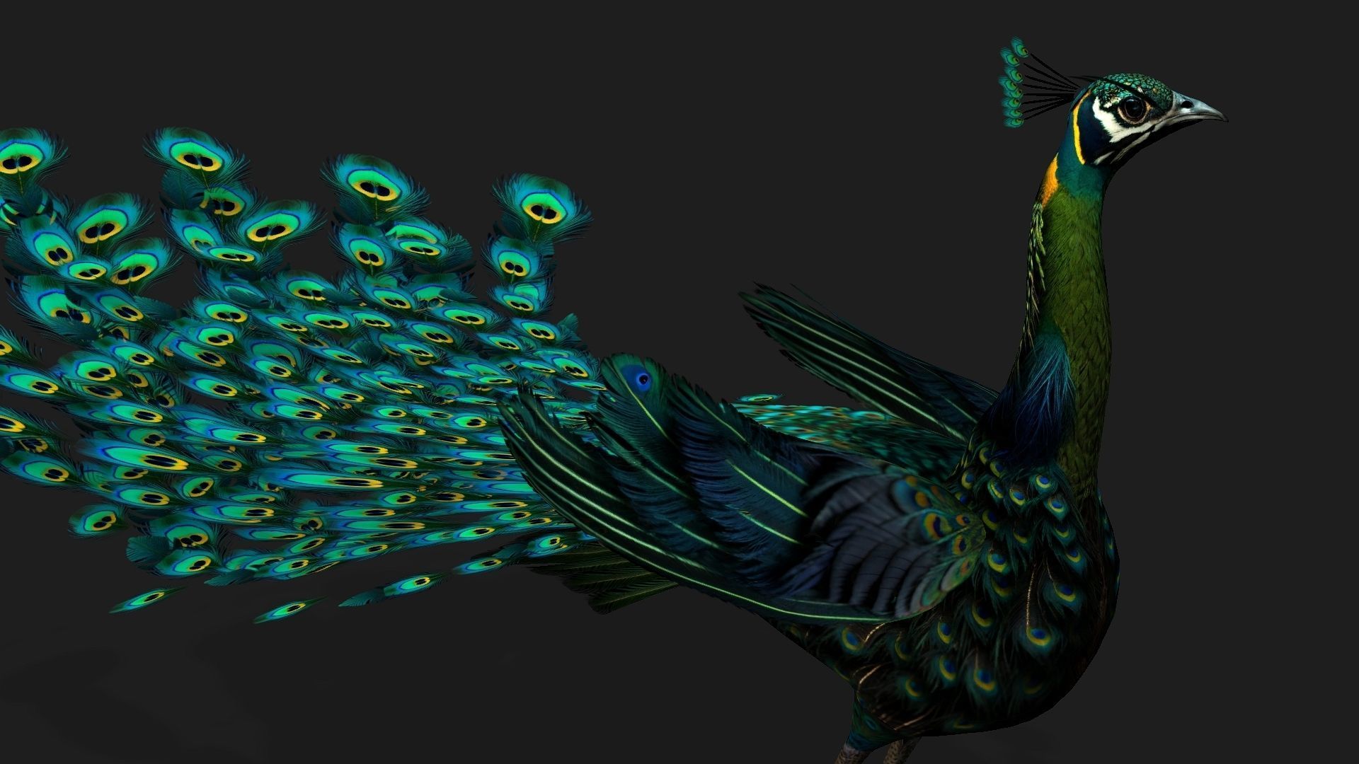 Peacock Black-A3 3D model_5