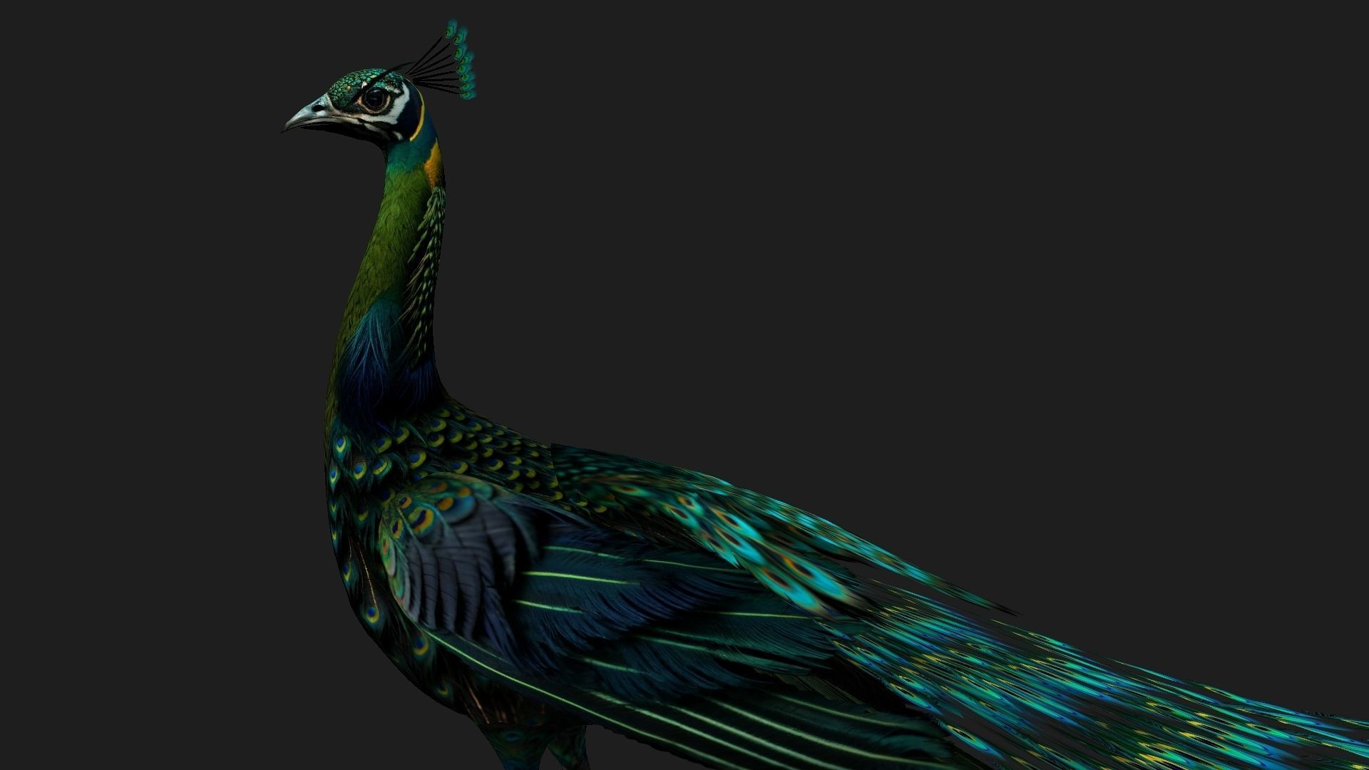 Peacock Black-A3 3D model_12
