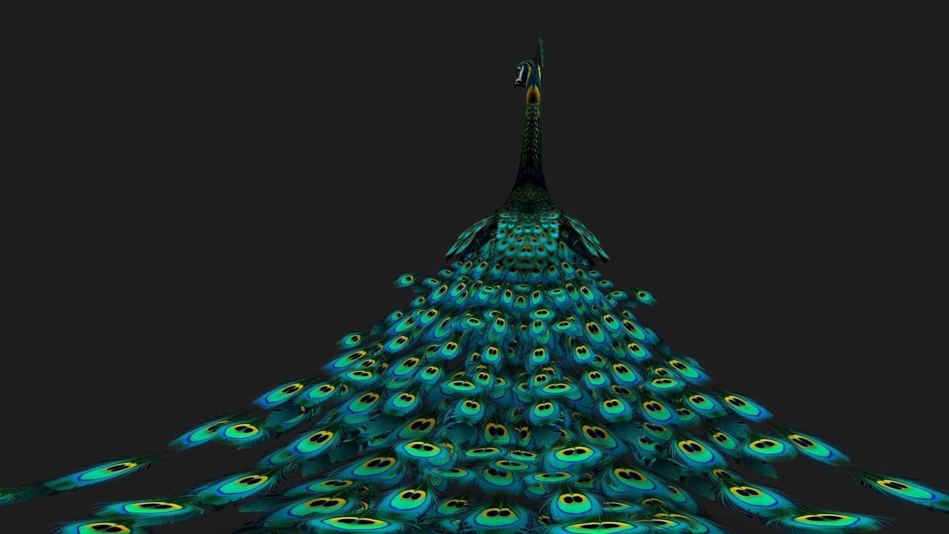 Peacock Black-A3 3D model_11